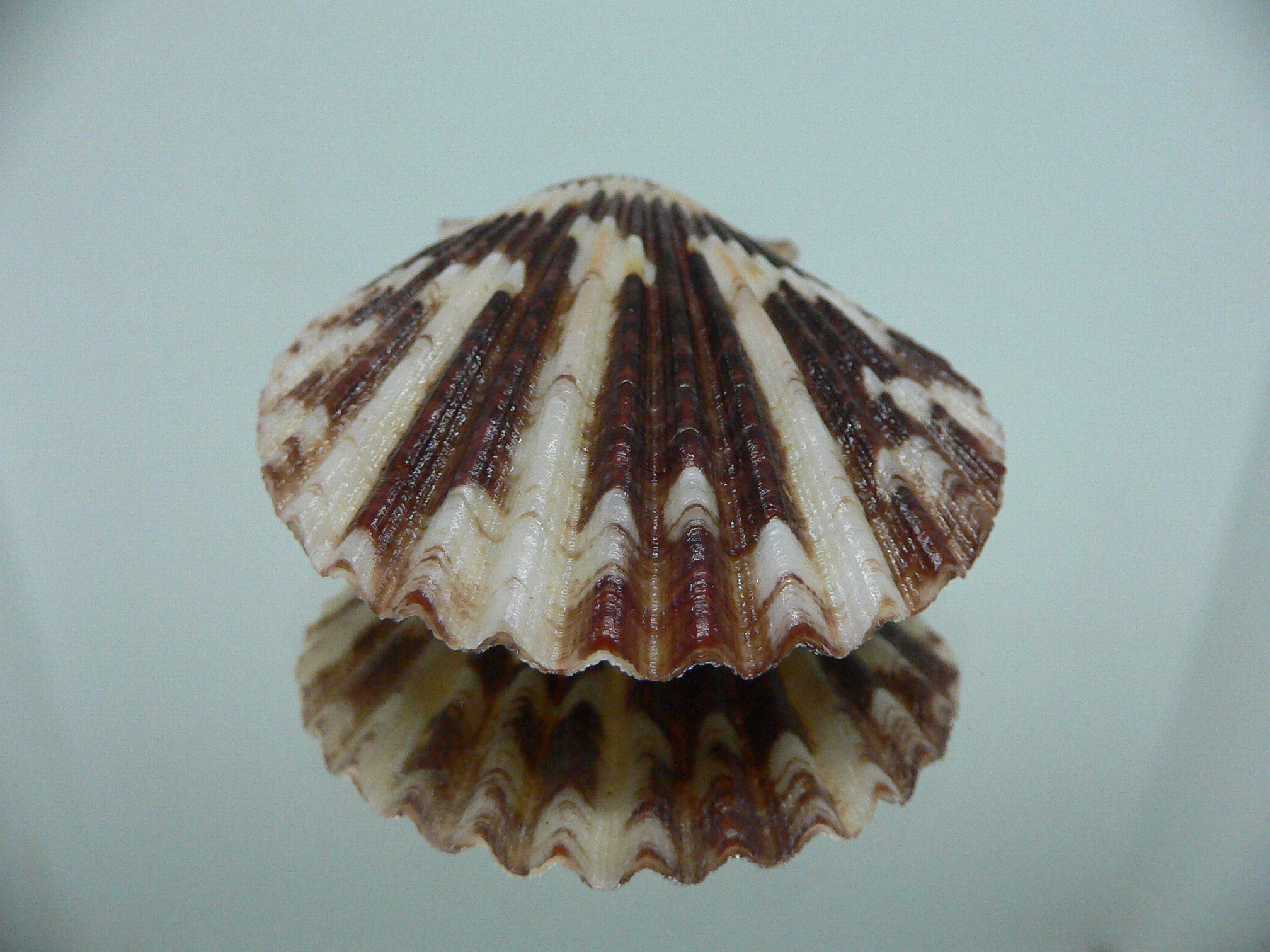 Volachlamus tranquebaria MOTLEY