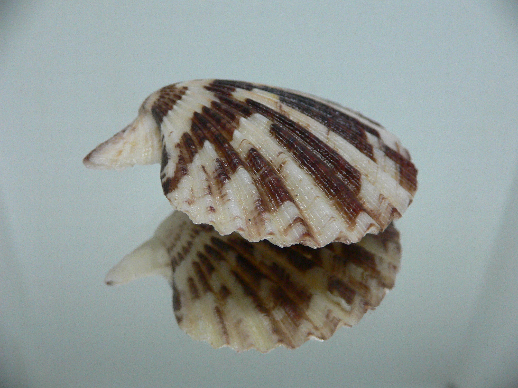 Volachlamus tranquebaria MOTLEY