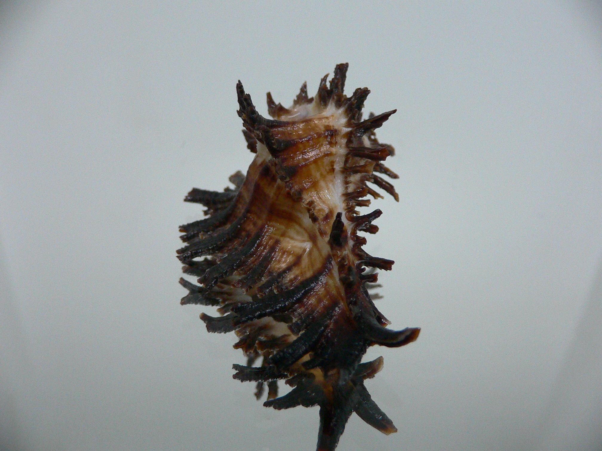 Homalocantha secunda IDEAL