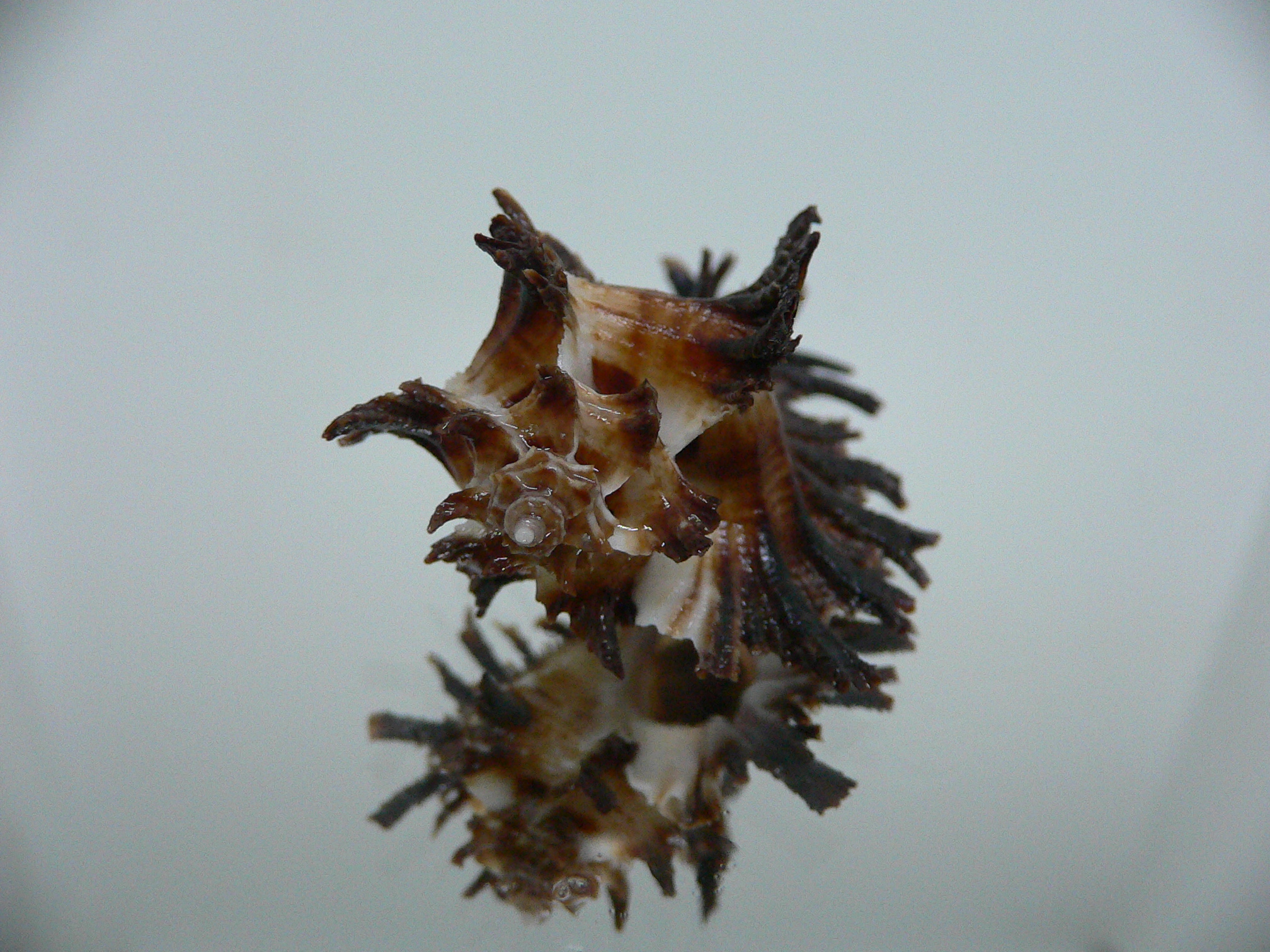 Homalocantha secunda IDEAL