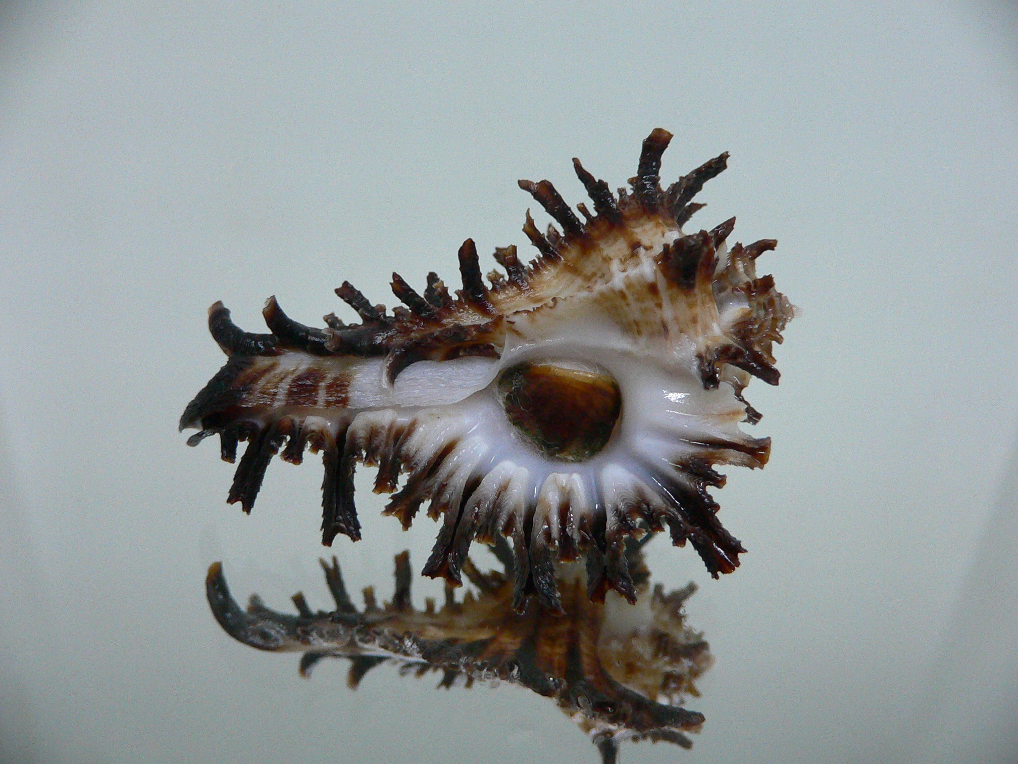 Homalocantha secunda IDEAL