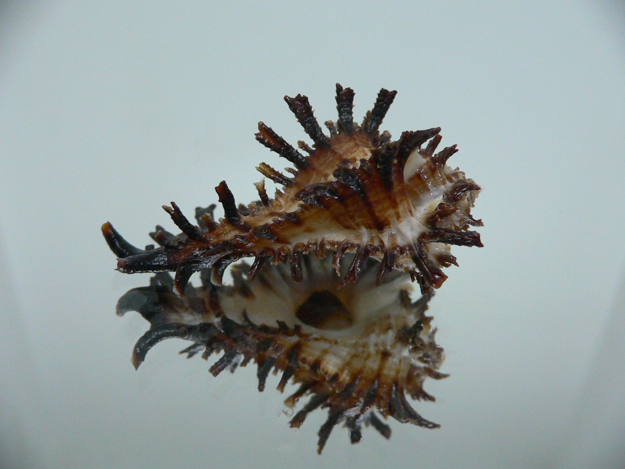 Homalocantha secunda IDEAL