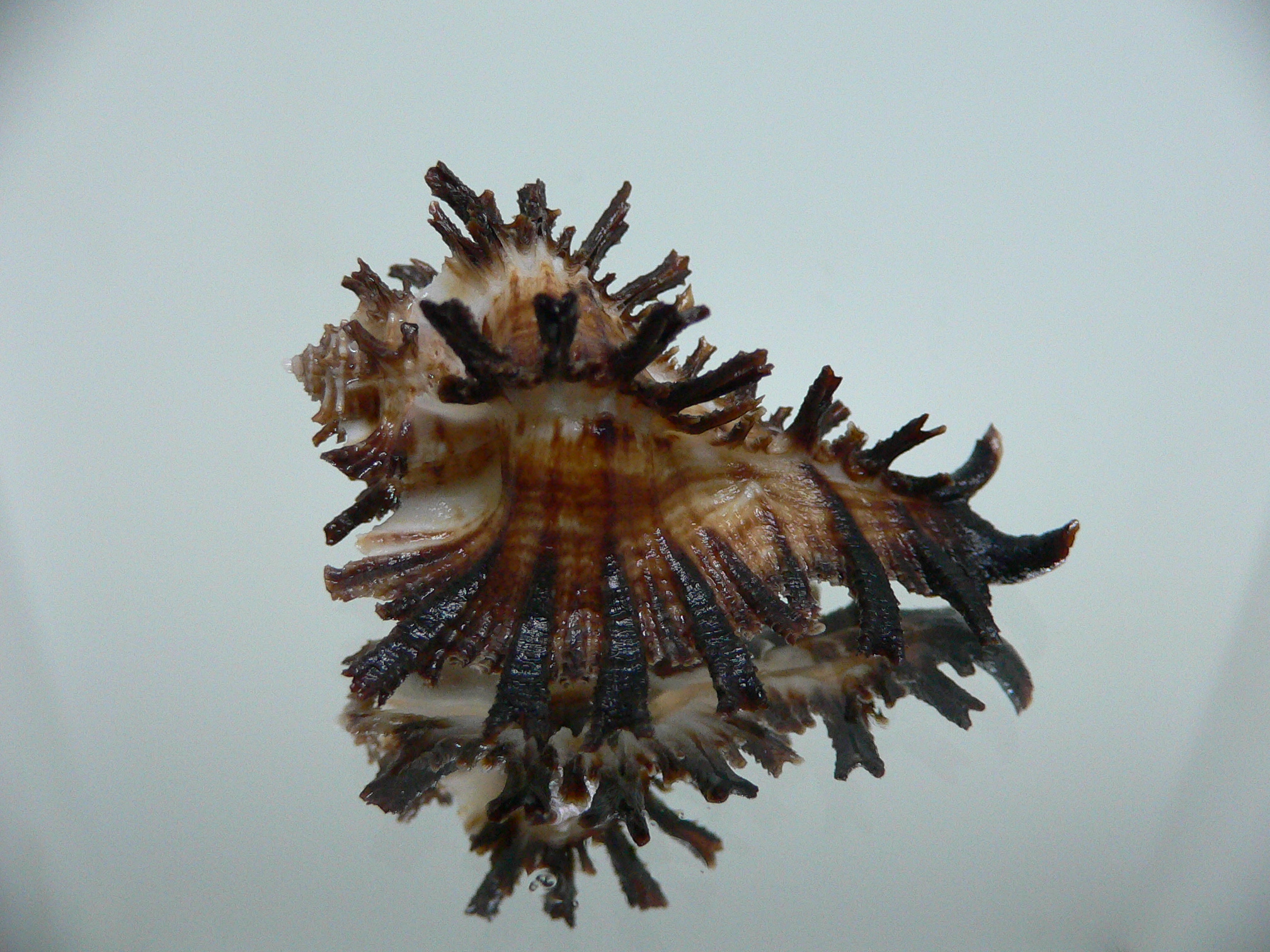 Homalocantha secunda IDEAL