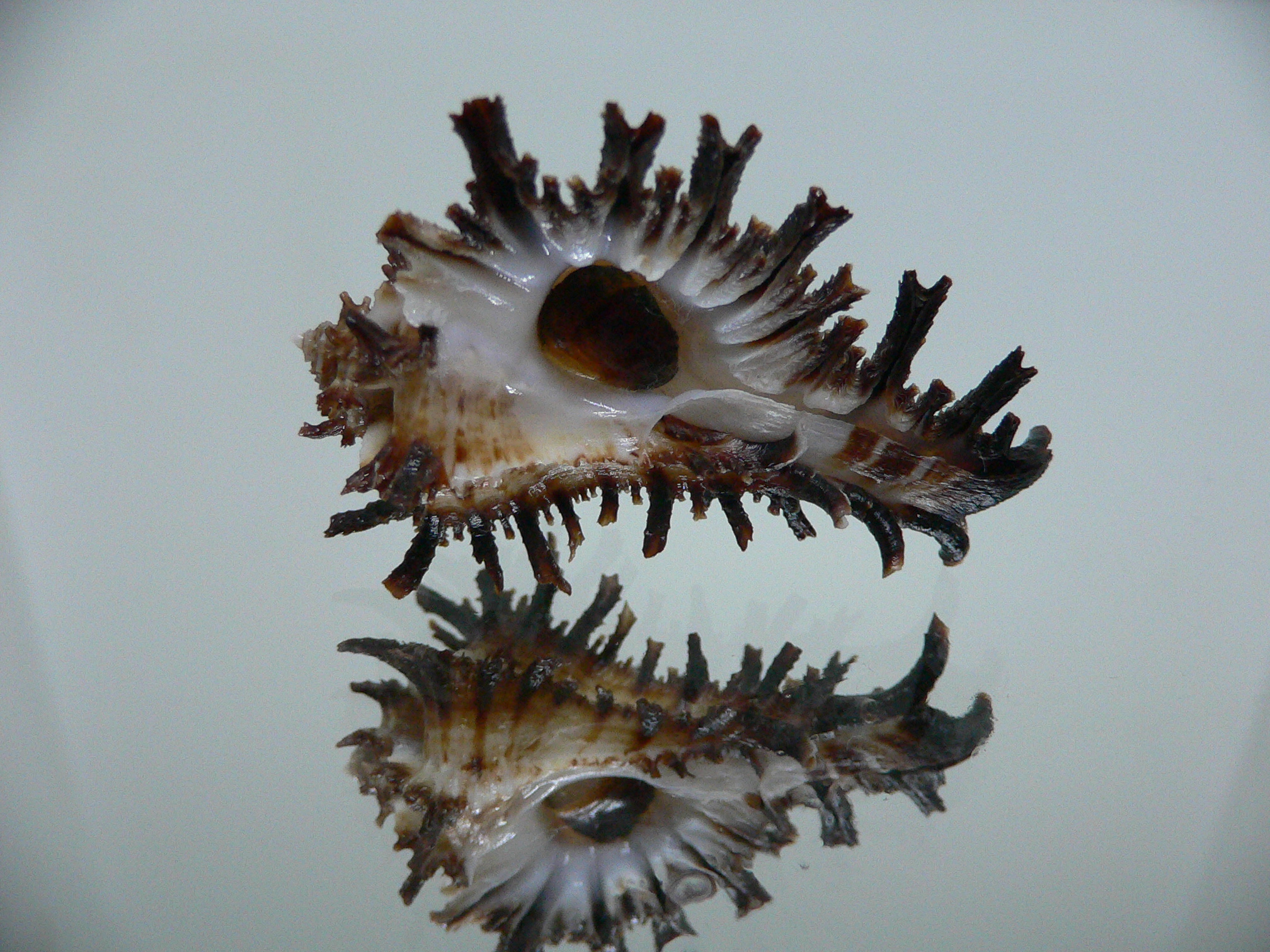 Homalocantha secunda IDEAL