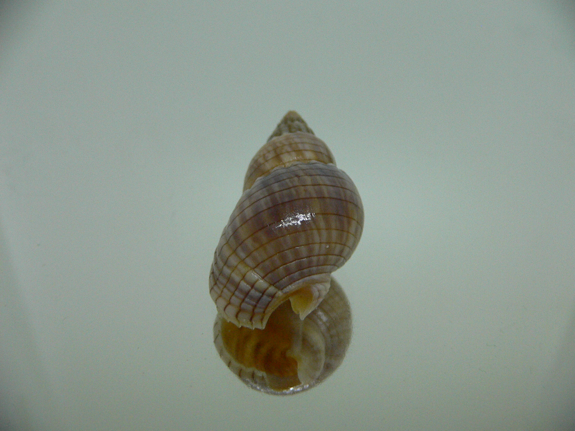 Nassarius glans