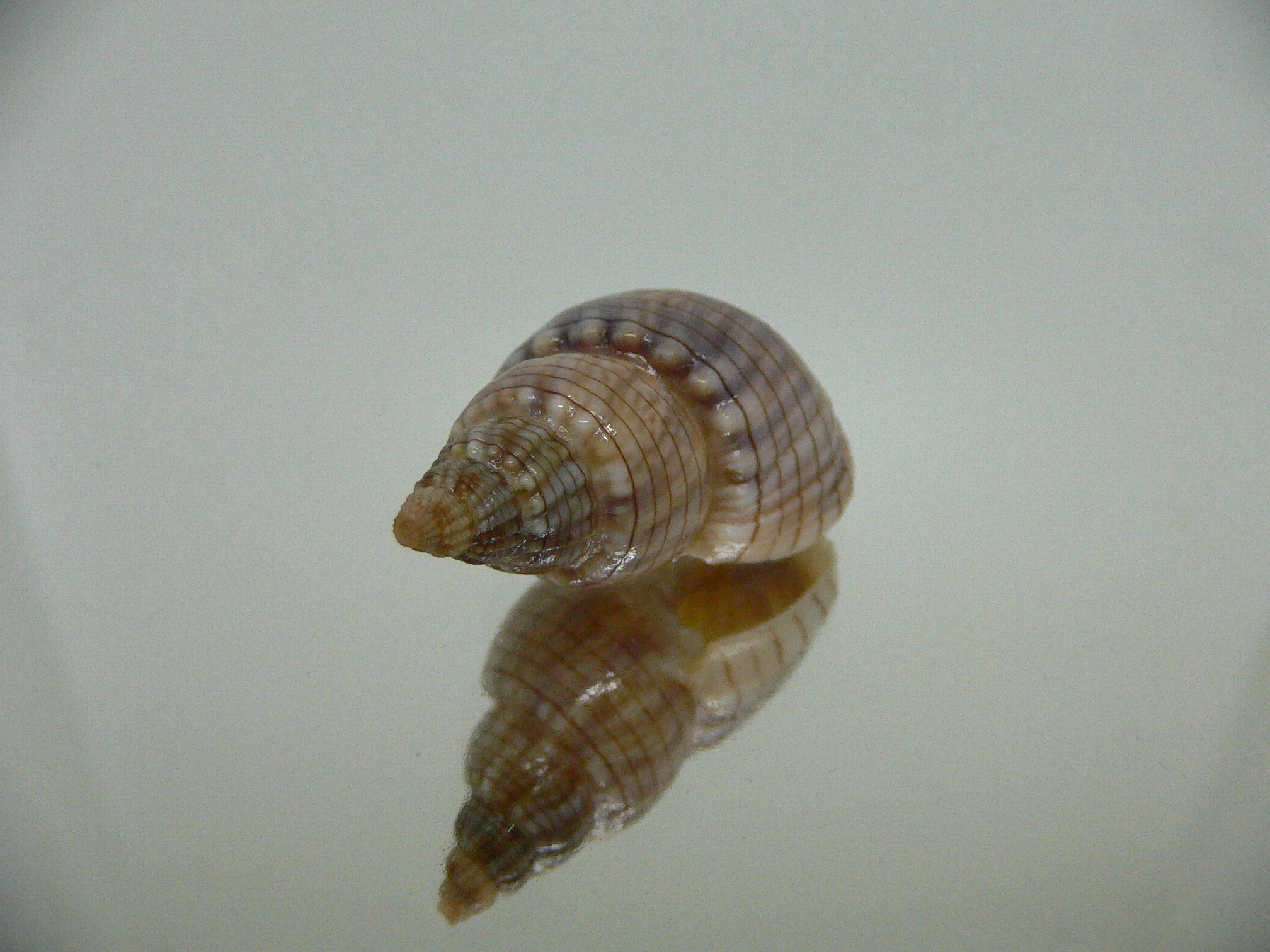 Nassarius glans