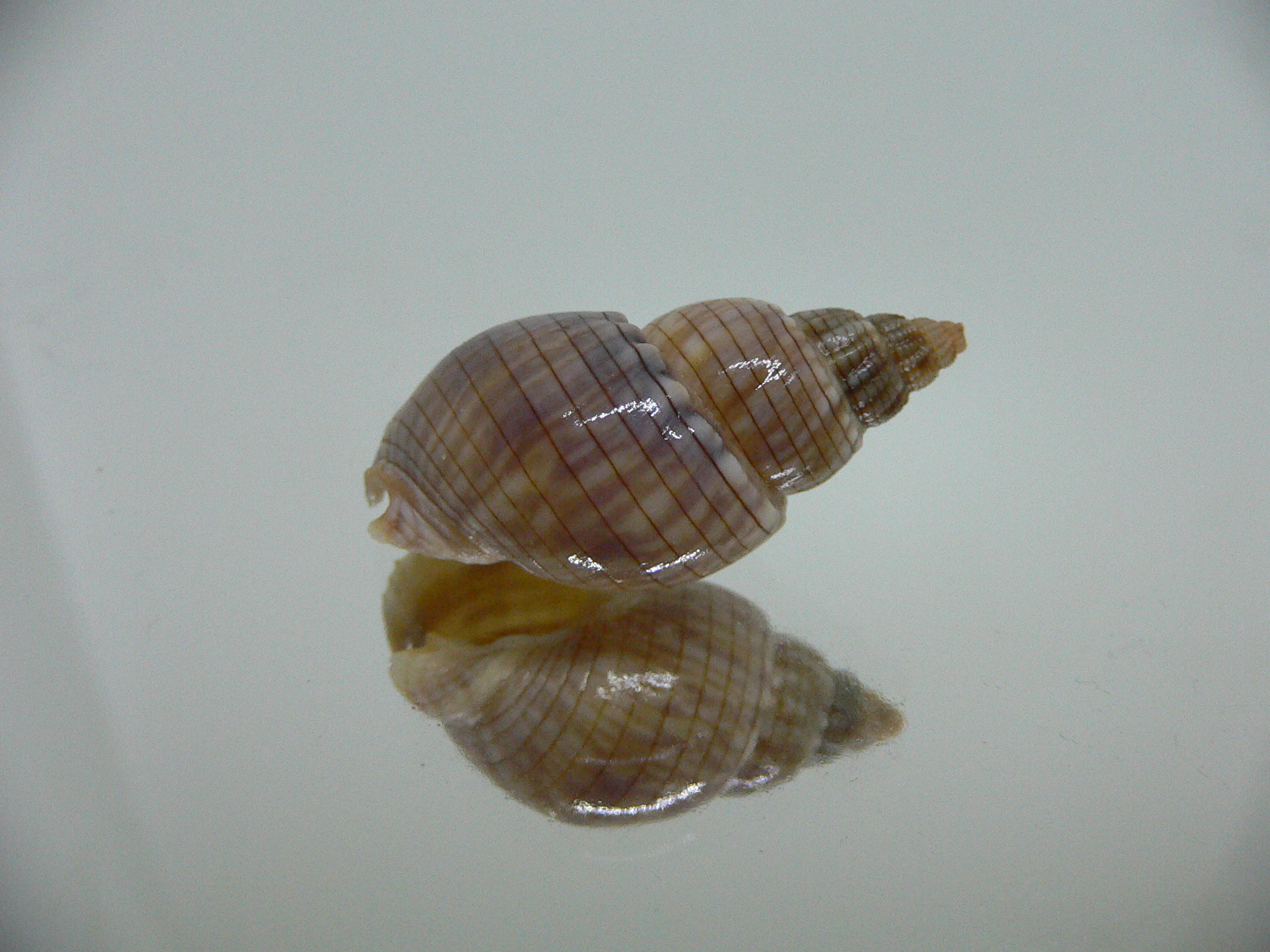 Nassarius glans