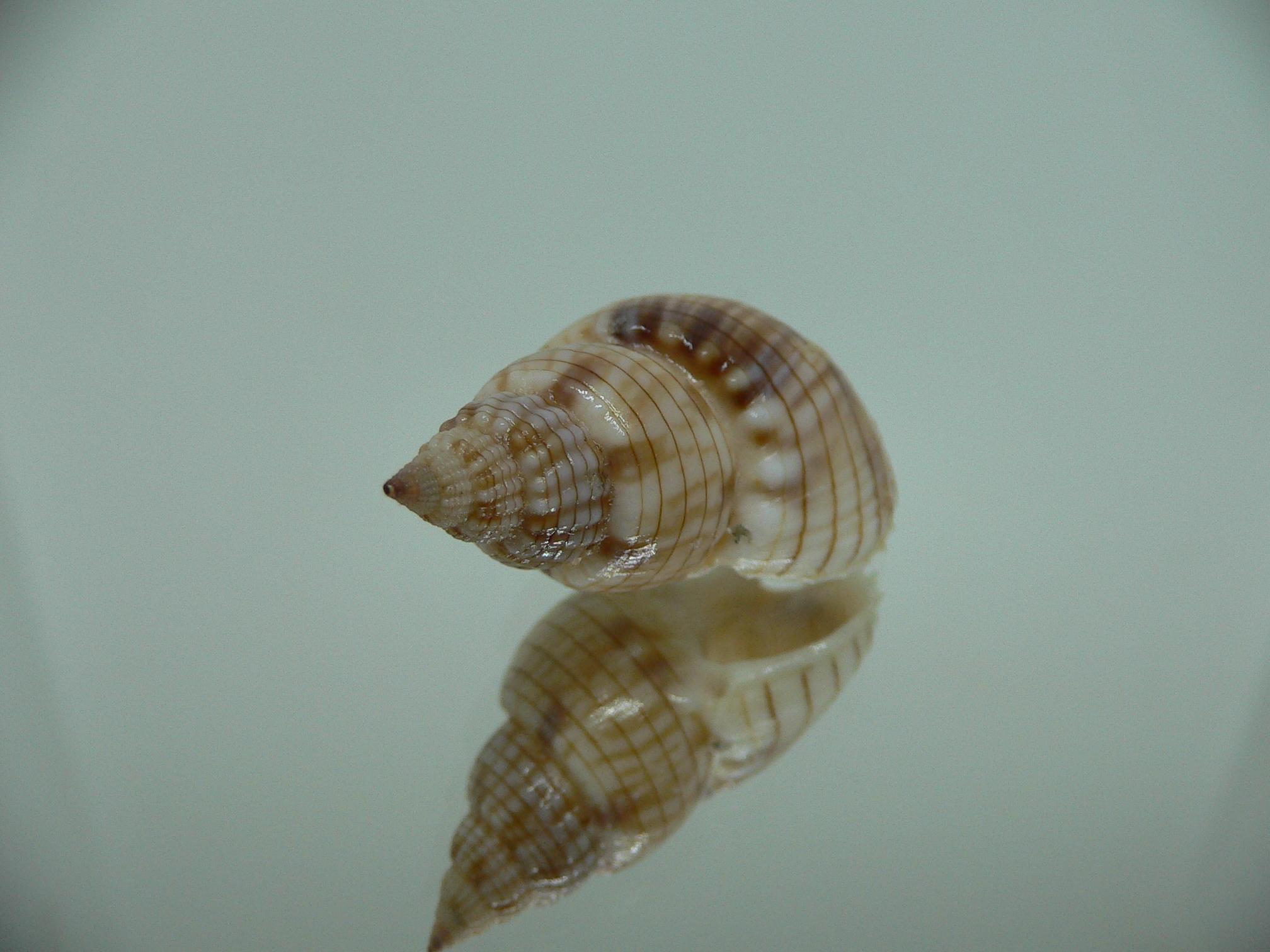 Nassarius glans SUPER