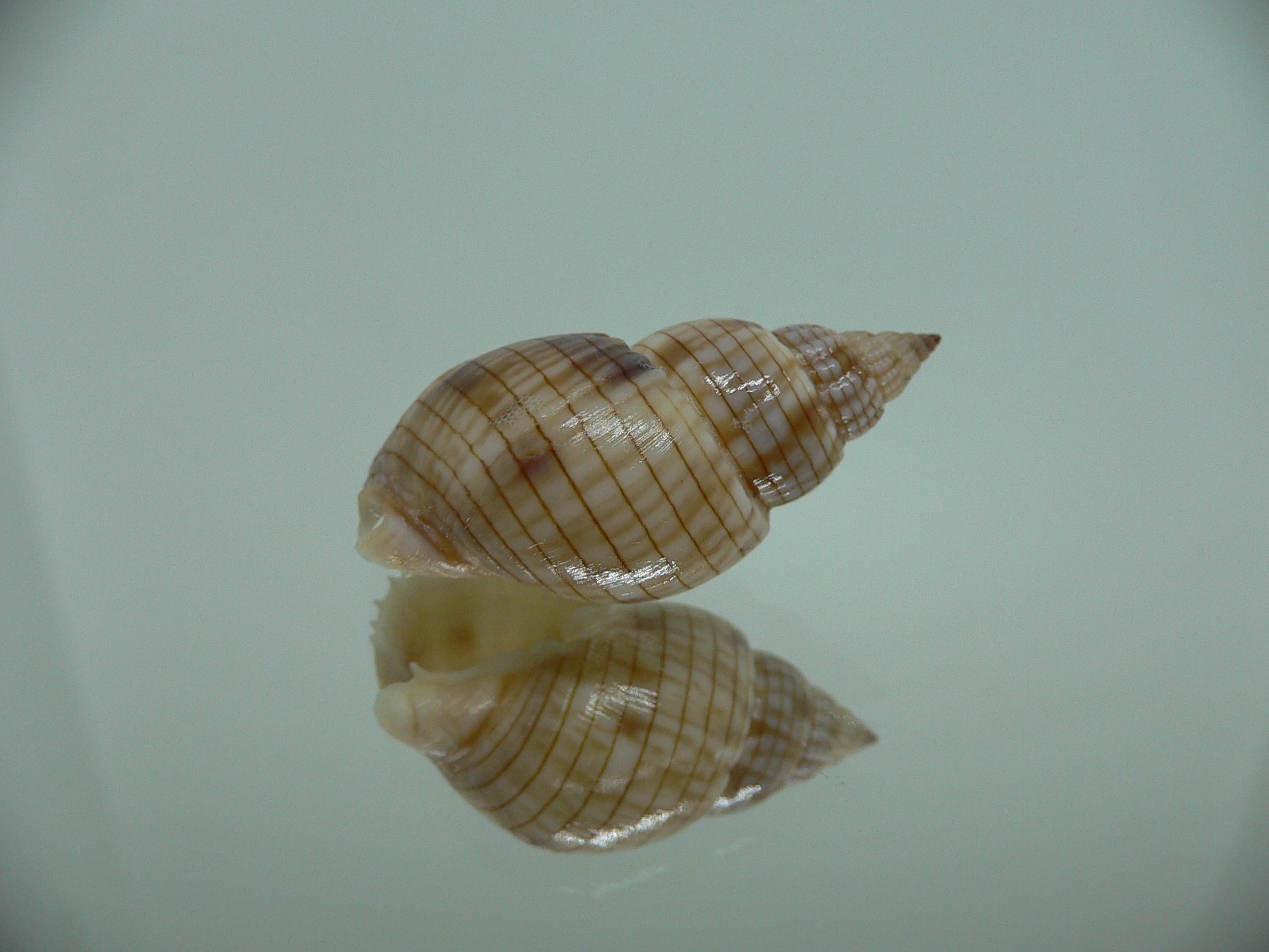Nassarius glans SUPER