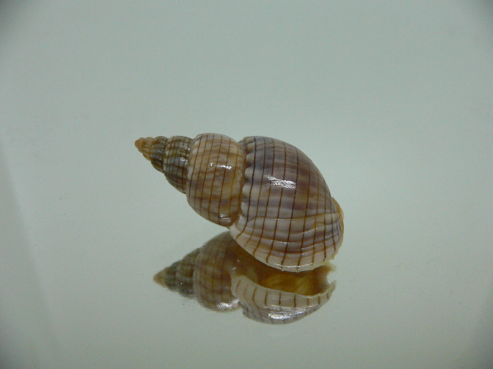 Nassarius glans