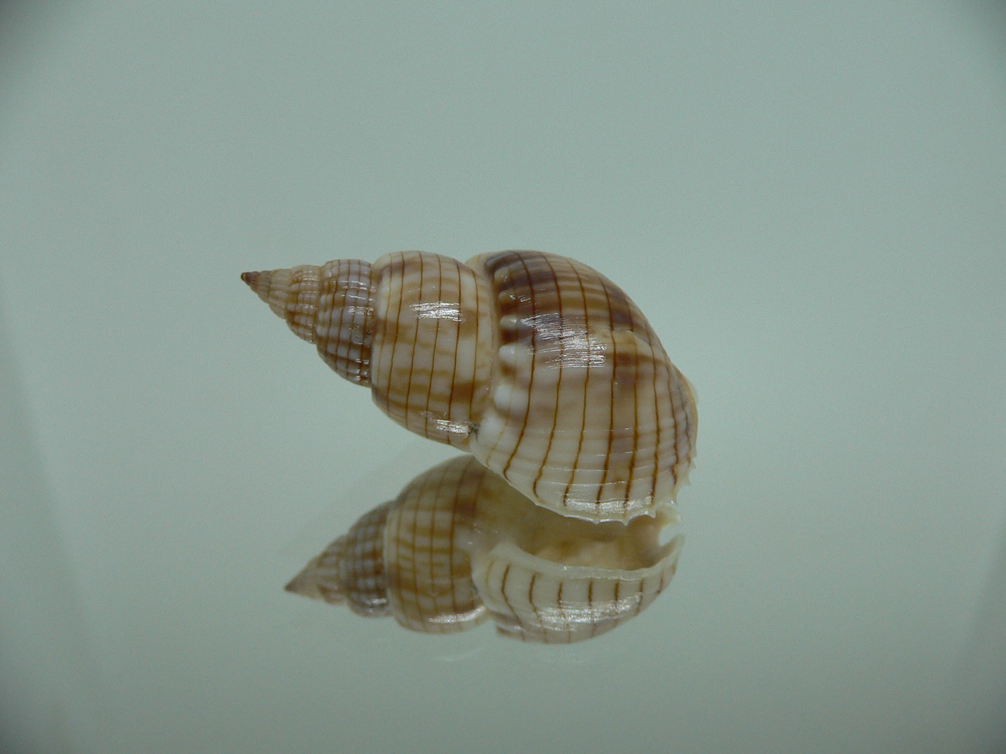 Nassarius glans SUPER