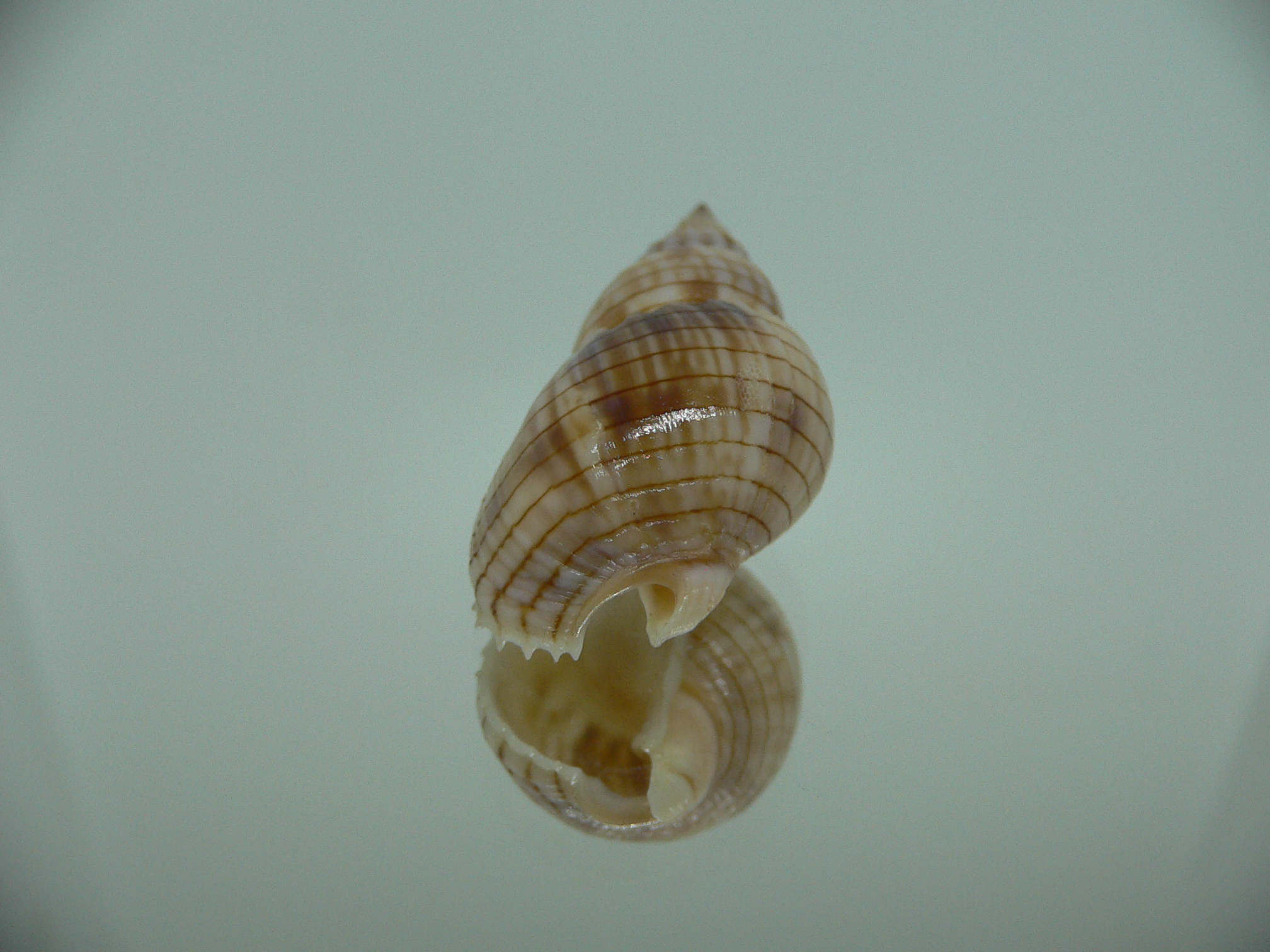 Nassarius glans SUPER