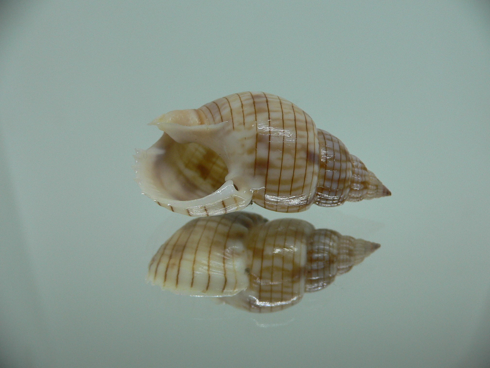 Nassarius glans SUPER