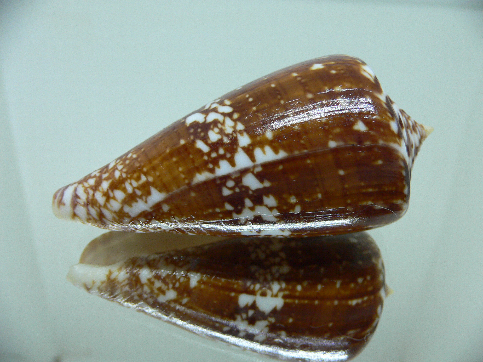 Conus amadis amadis DARK