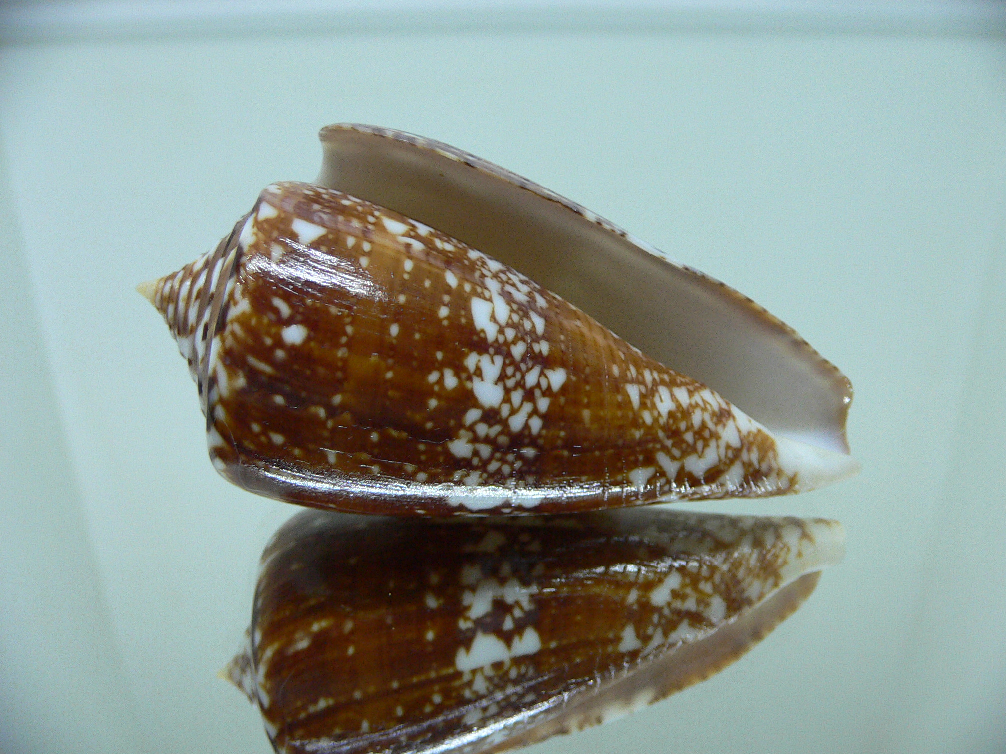 Conus amadis amadis DARK