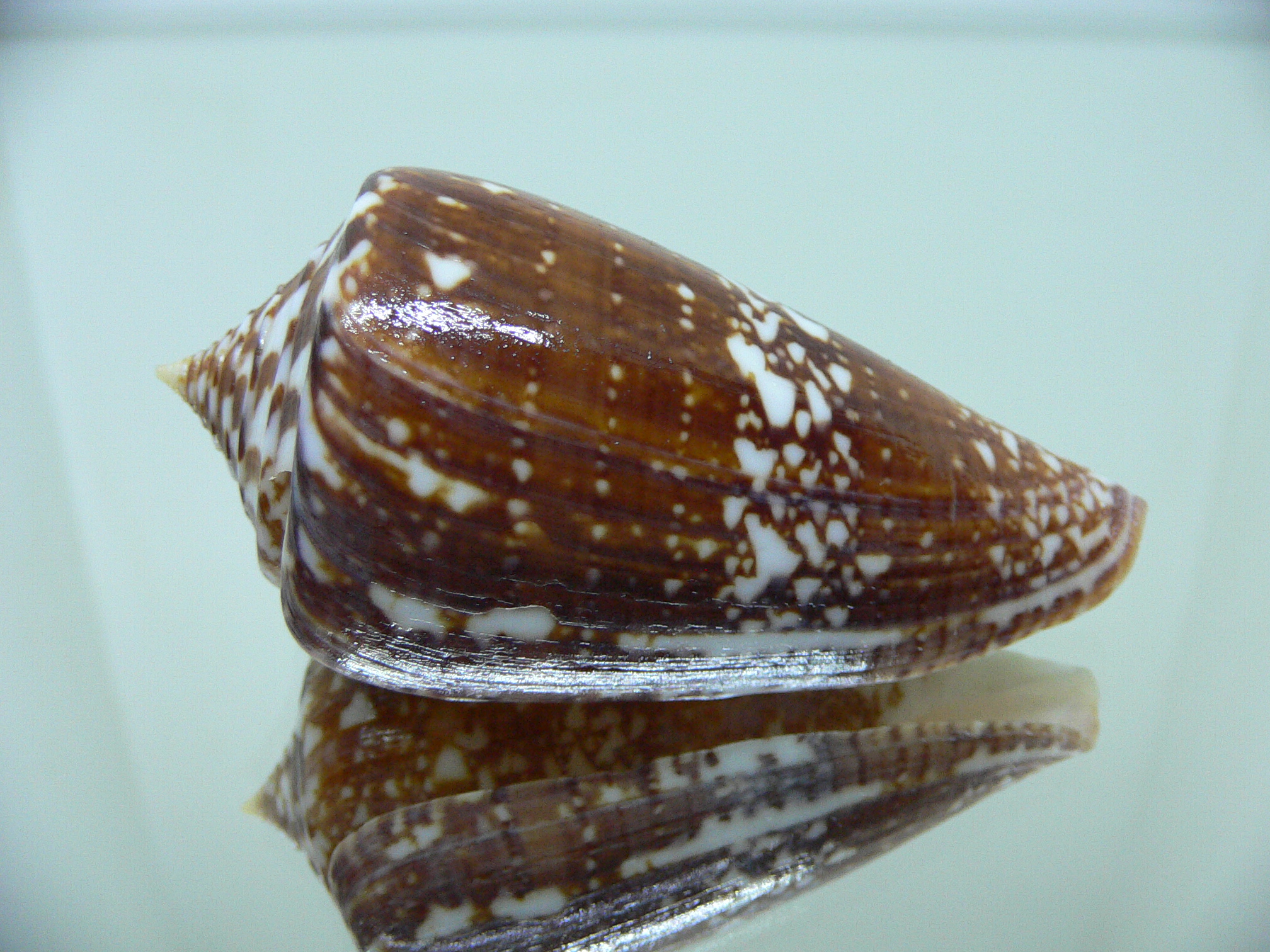 Conus amadis amadis DARK