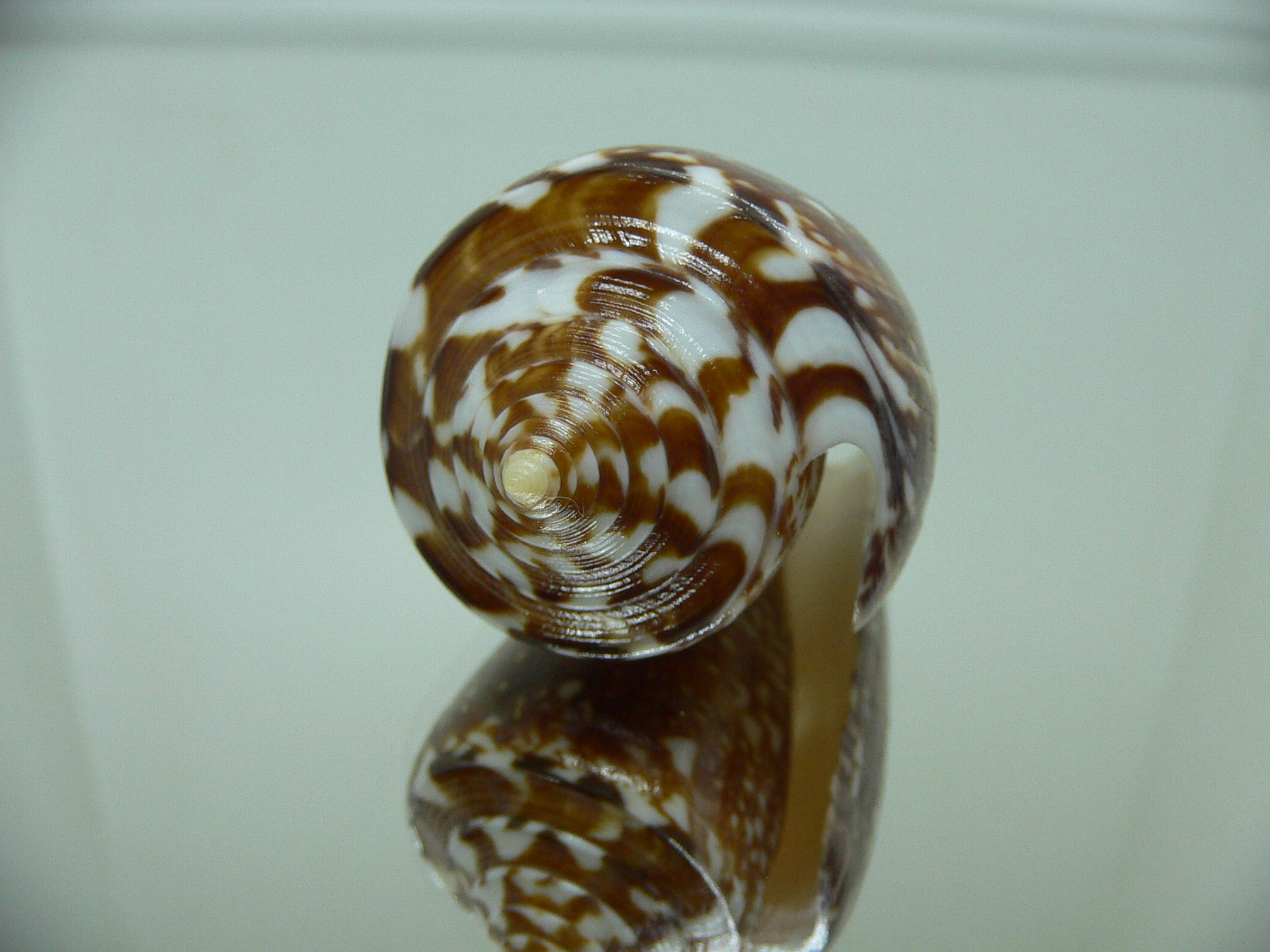 Conus amadis amadis DARK