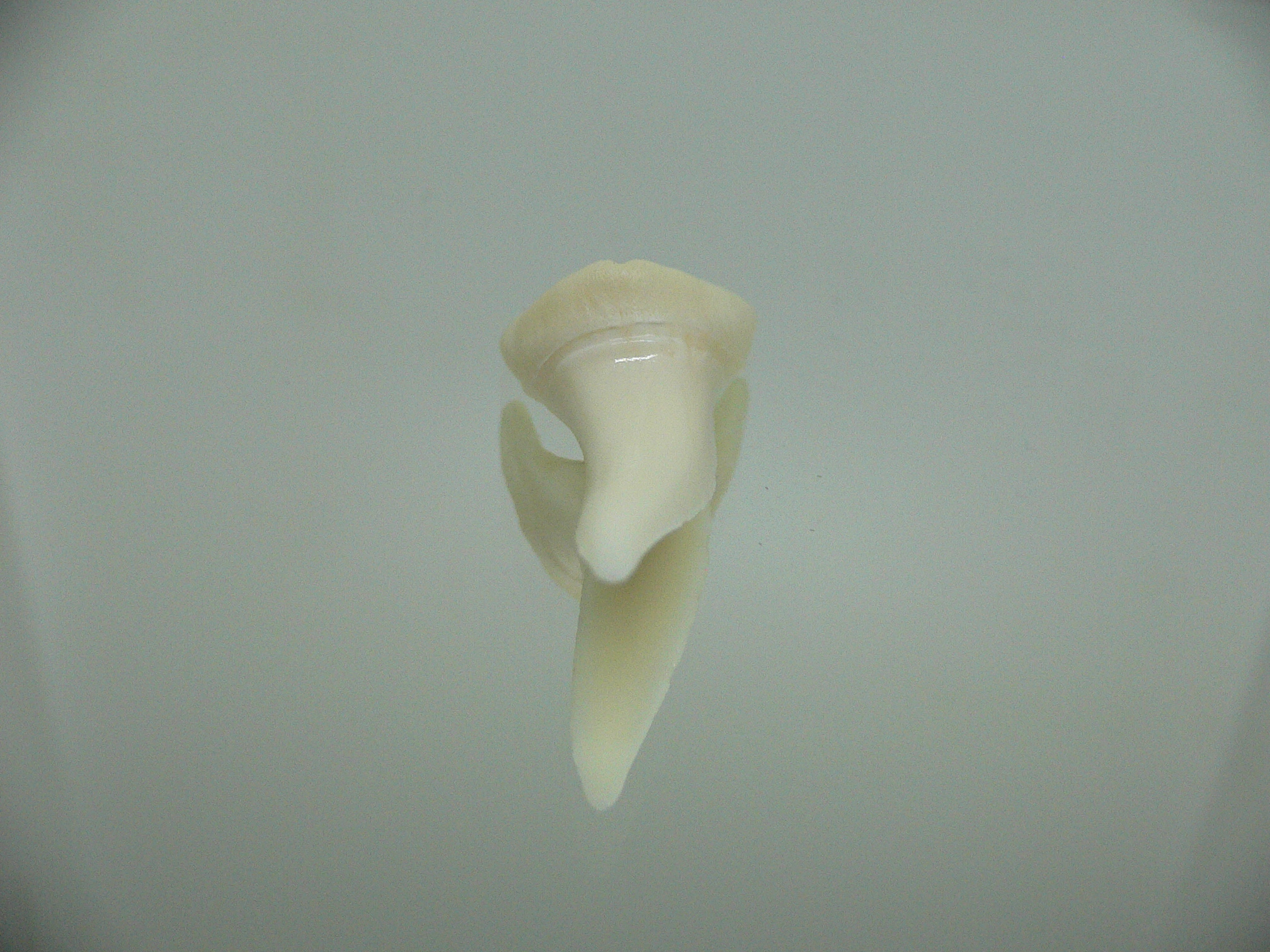 Isurus oxyrinchus - Зуб акулы МАКО 8