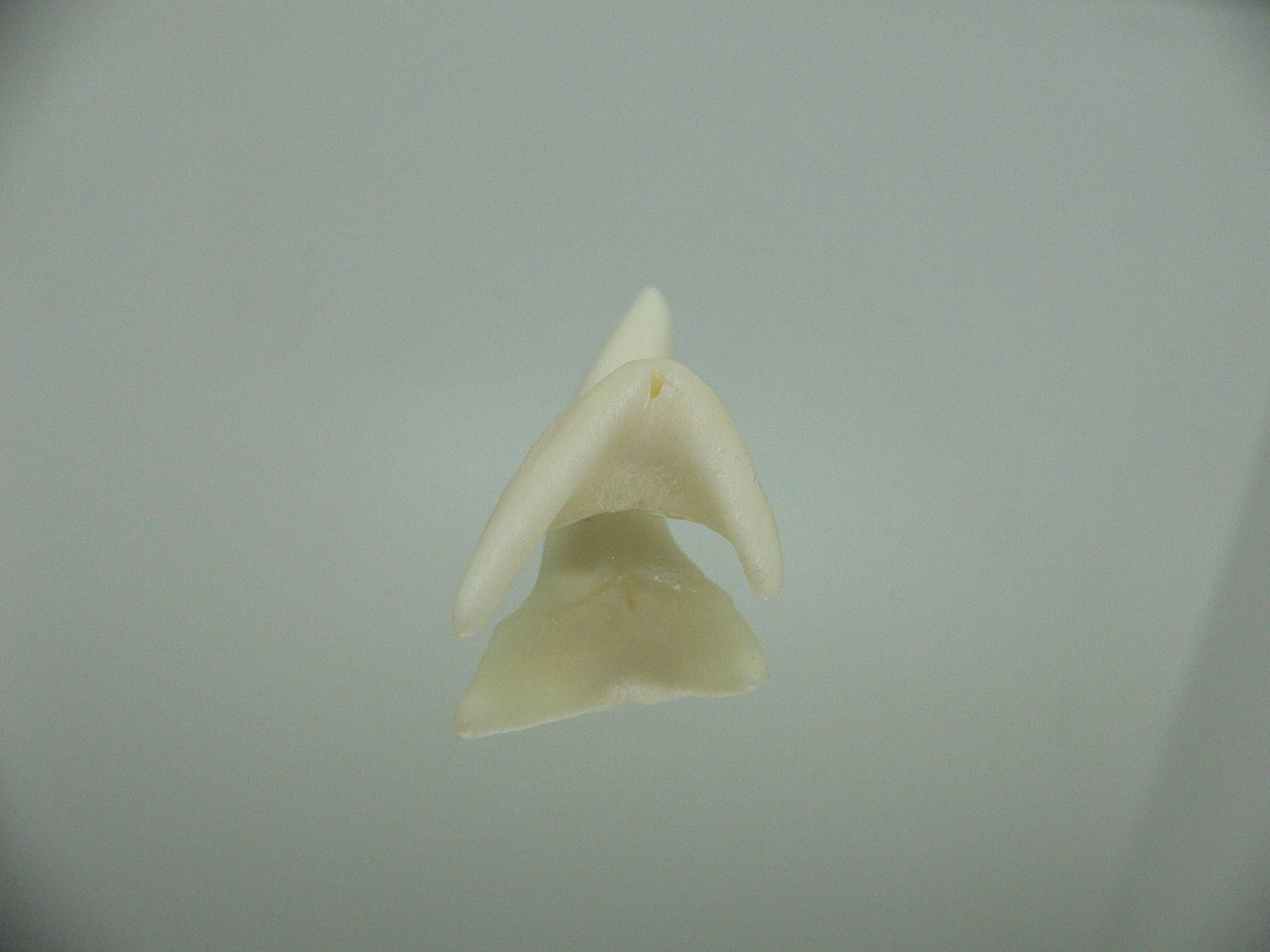 Isurus oxyrinchus - Зуб акулы МАКО 8