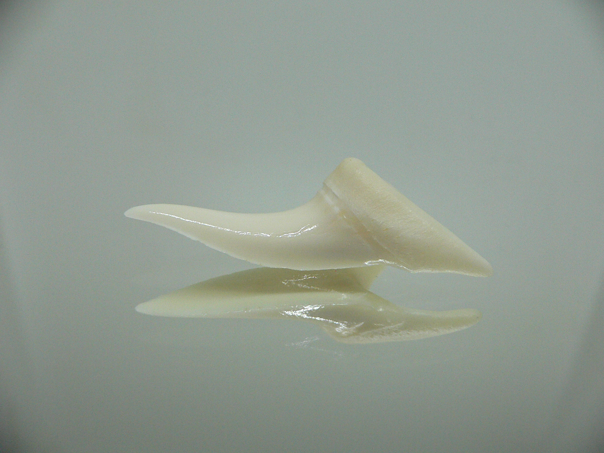 Isurus oxyrinchus - Зуб акулы МАКО 8