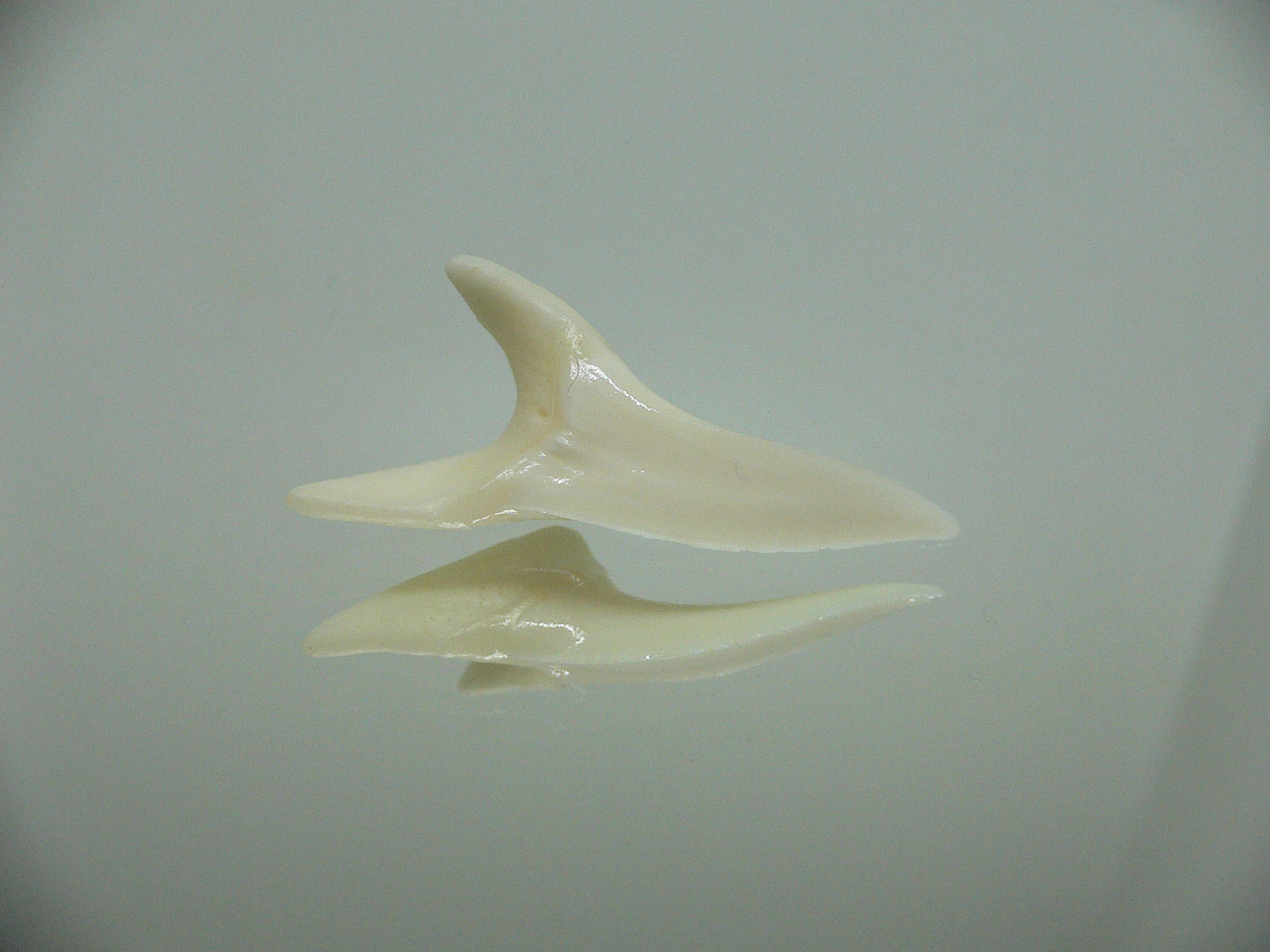 Isurus oxyrinchus - Зуб акулы МАКО 8