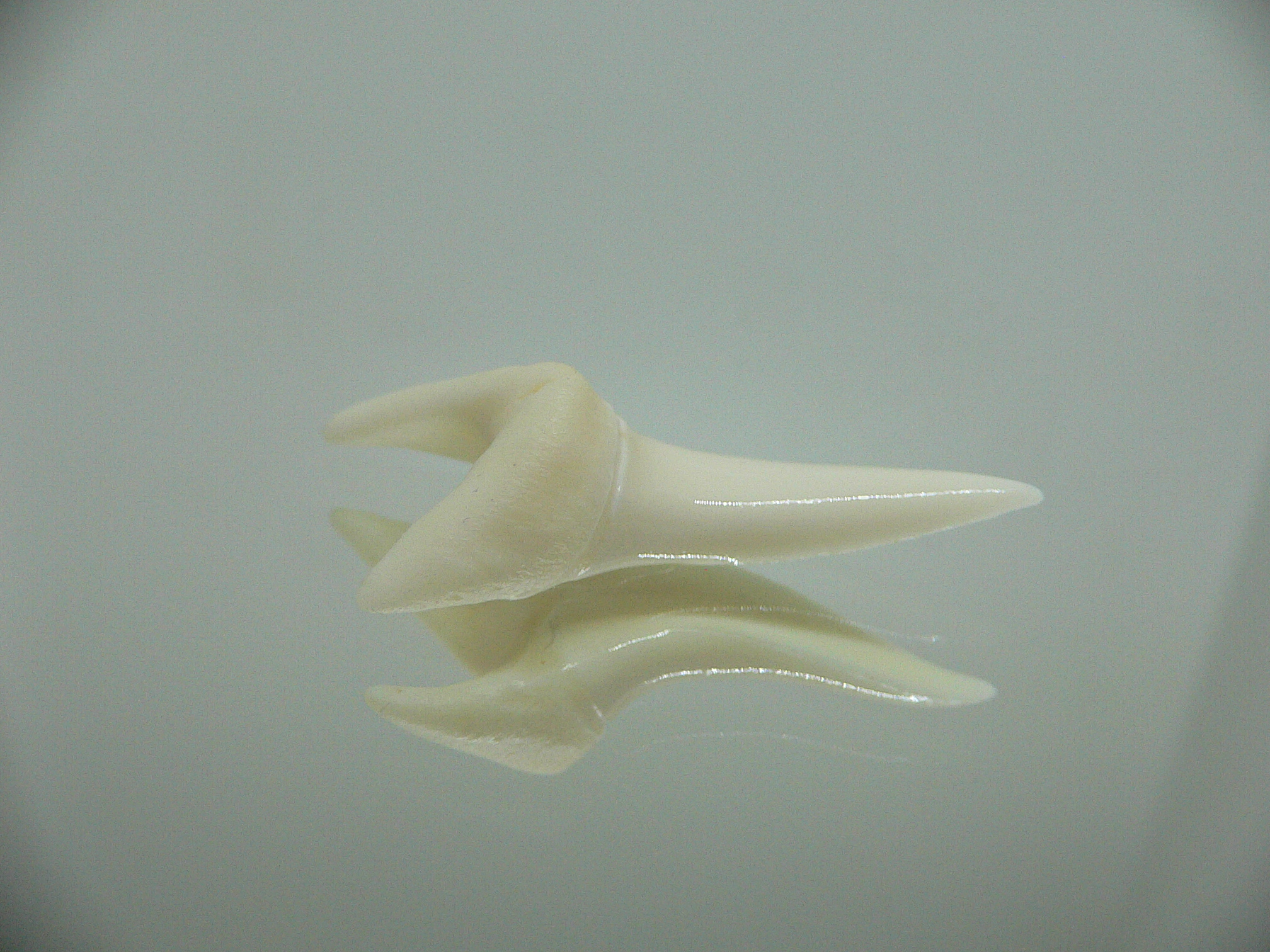 Isurus oxyrinchus - Зуб акулы МАКО 8