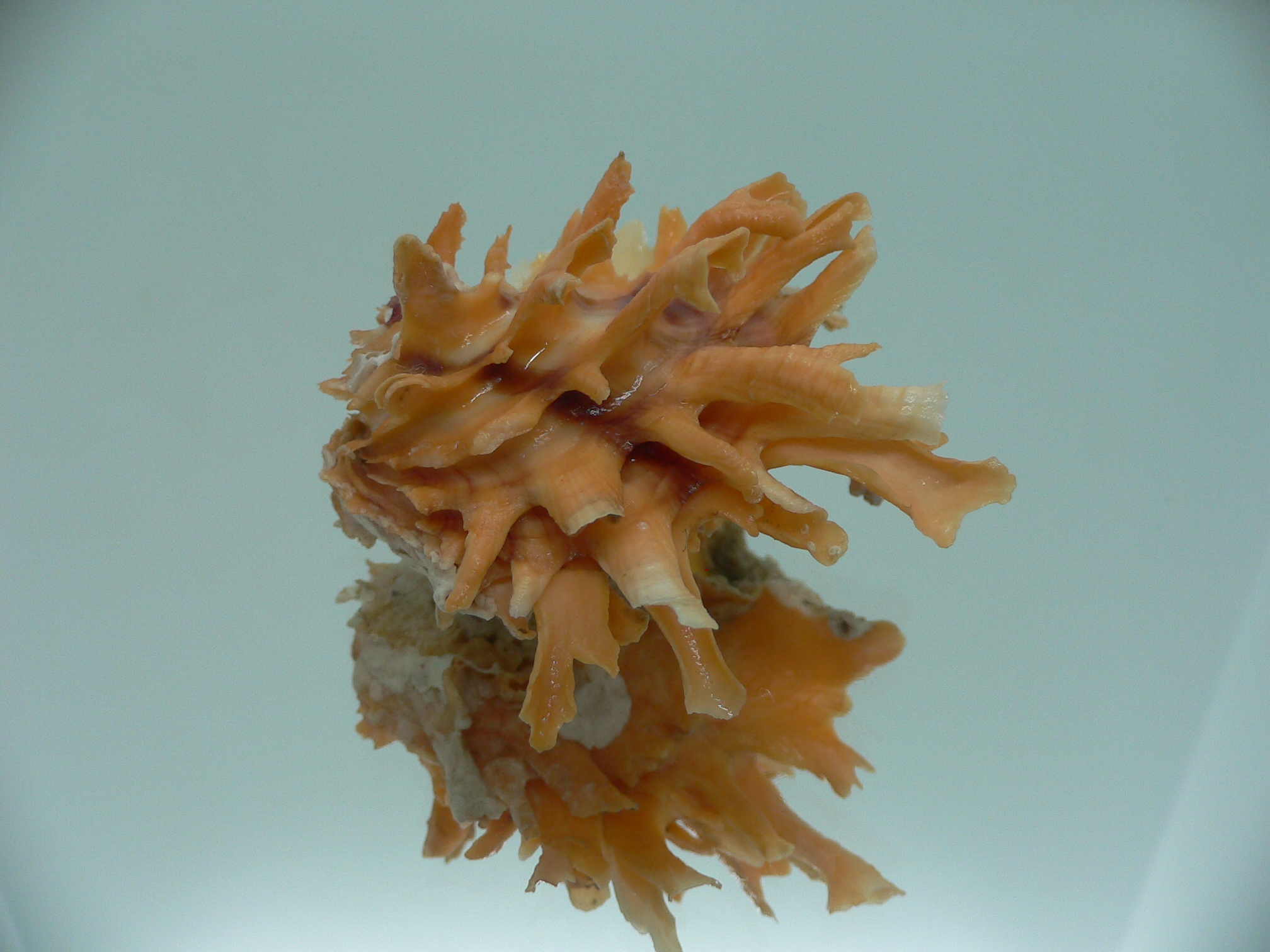 Chama lazarus ORANGE
