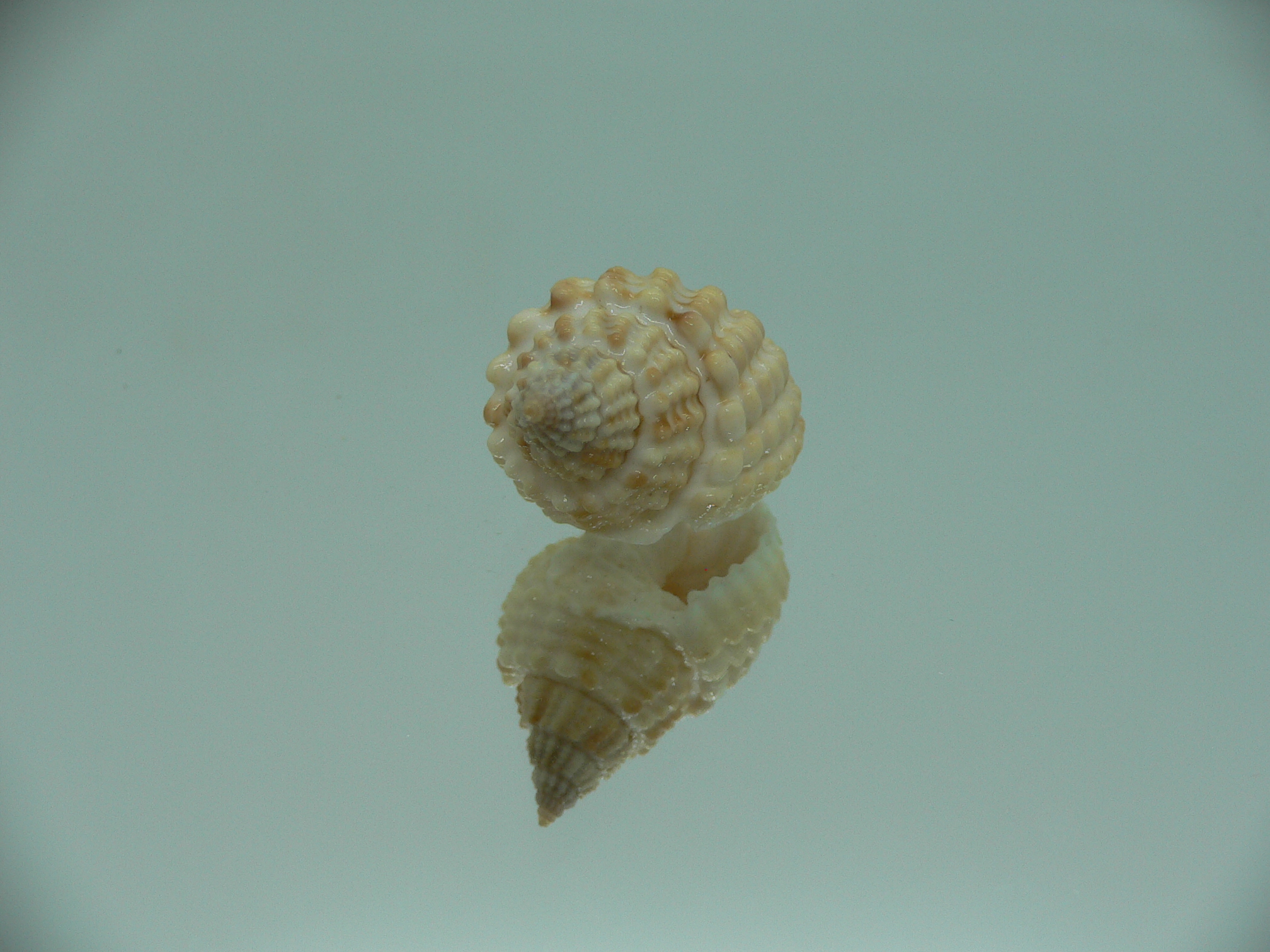 Nassarius conoidalis conoidalis  IDEAL