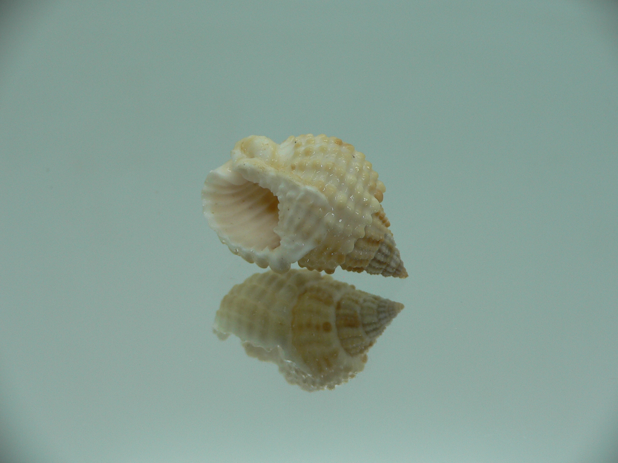 Nassarius conoidalis conoidalis  IDEAL