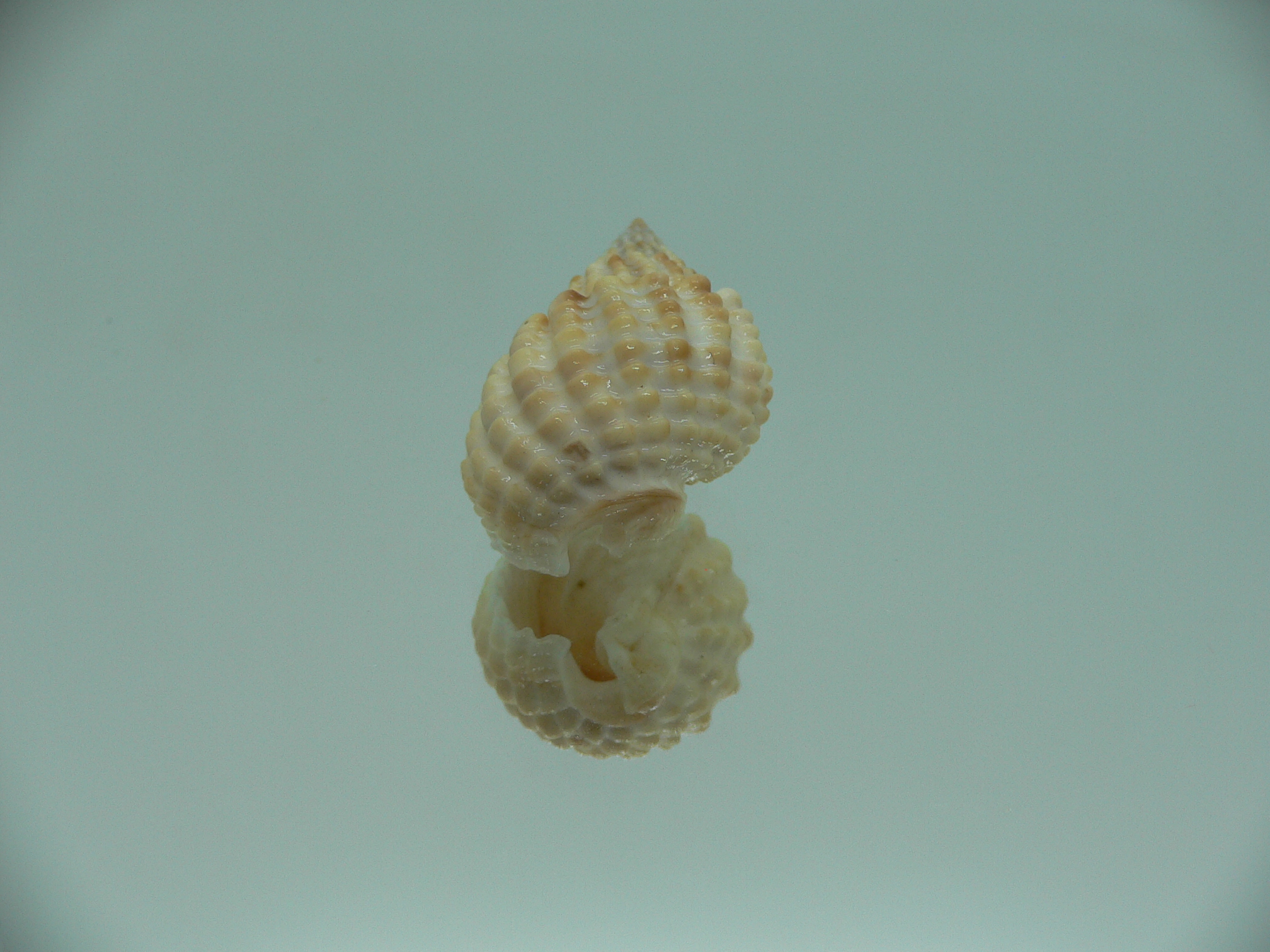 Nassarius conoidalis conoidalis  IDEAL