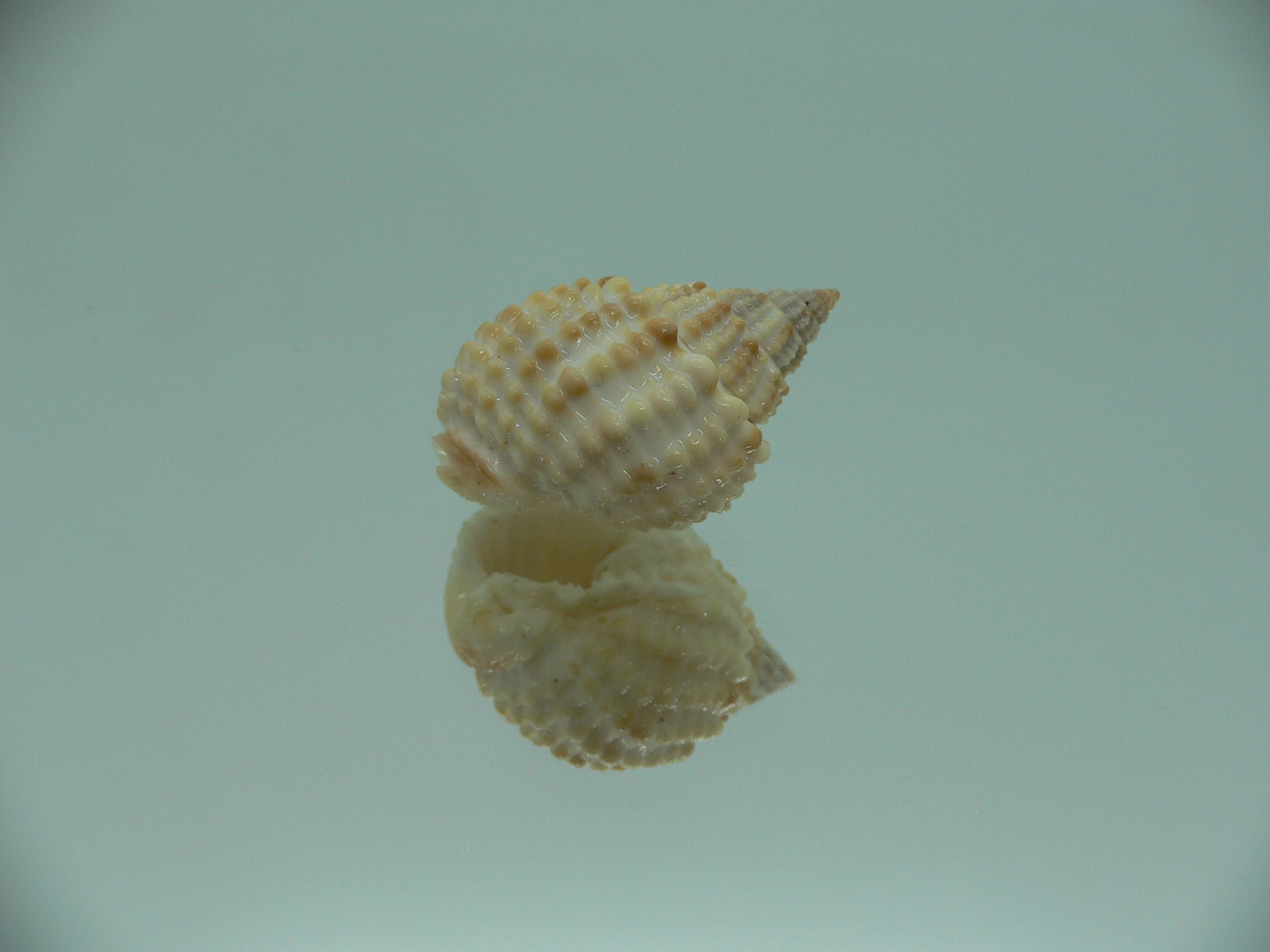 Nassarius conoidalis conoidalis  IDEAL