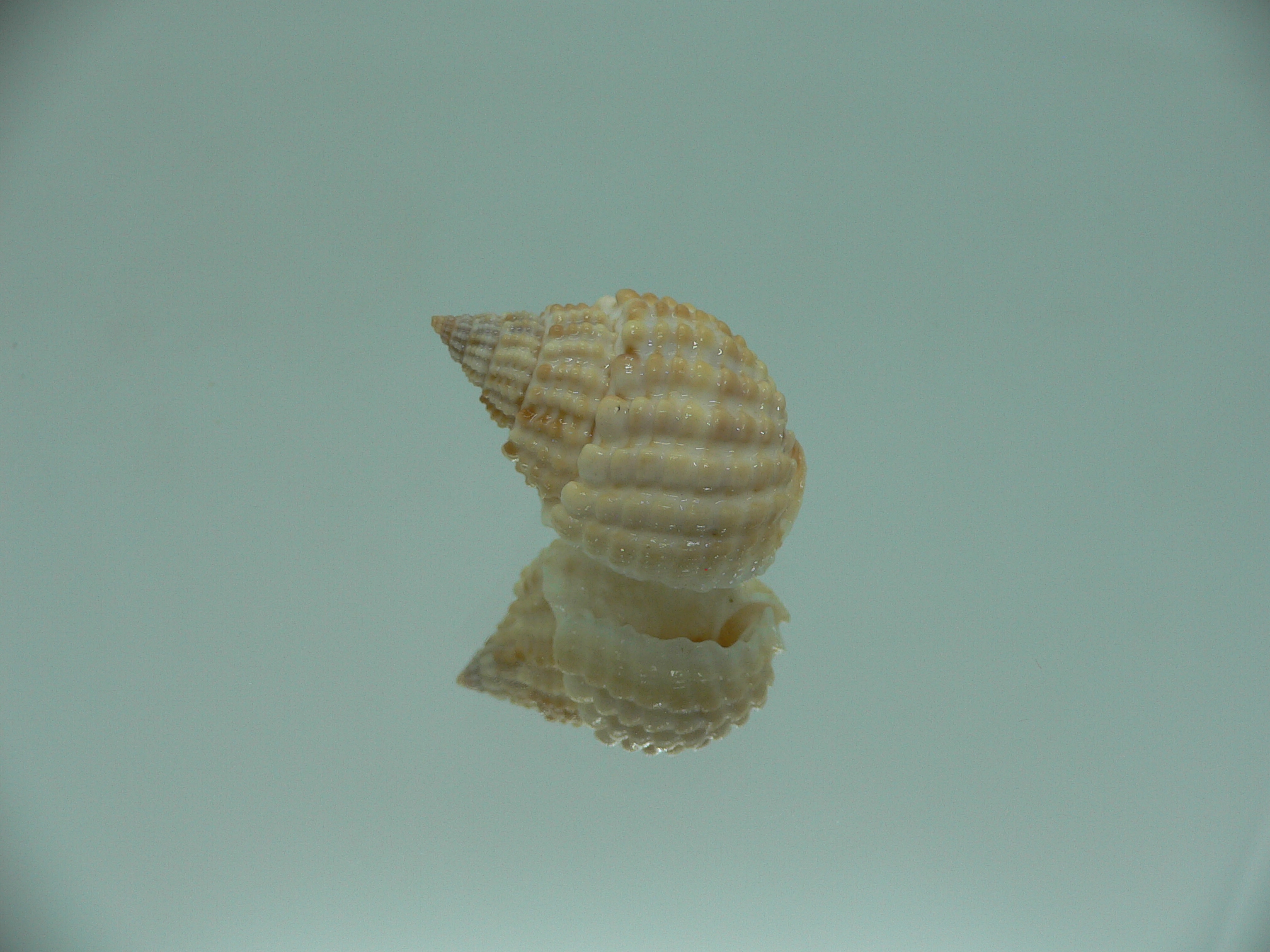Nassarius conoidalis conoidalis  IDEAL