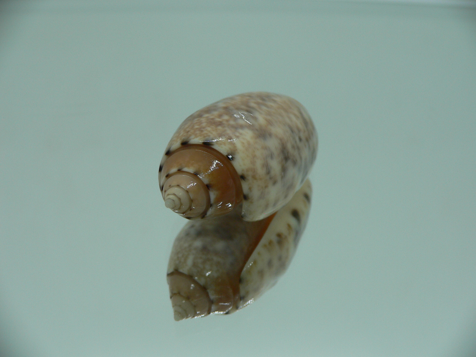 Oliva mantichora BIG & DARK