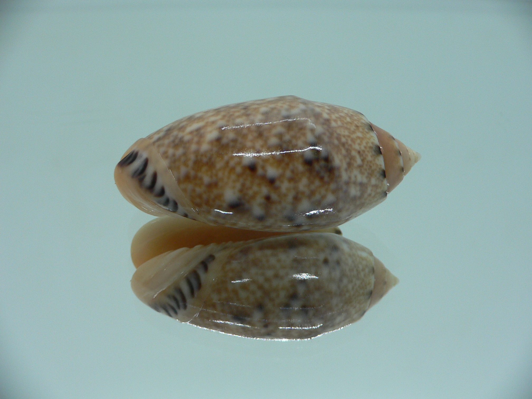Oliva mantichora BIG & DARK