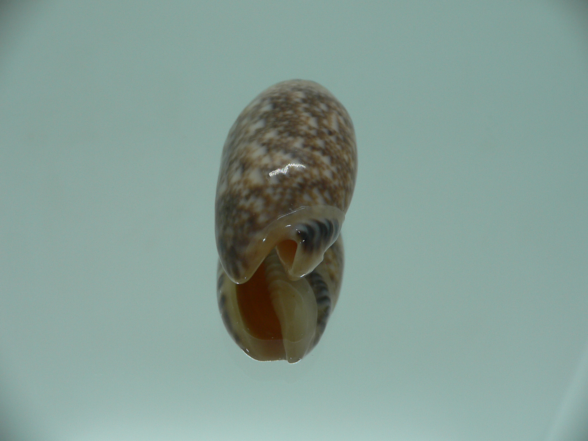 Oliva mantichora intricata (var.) DARK