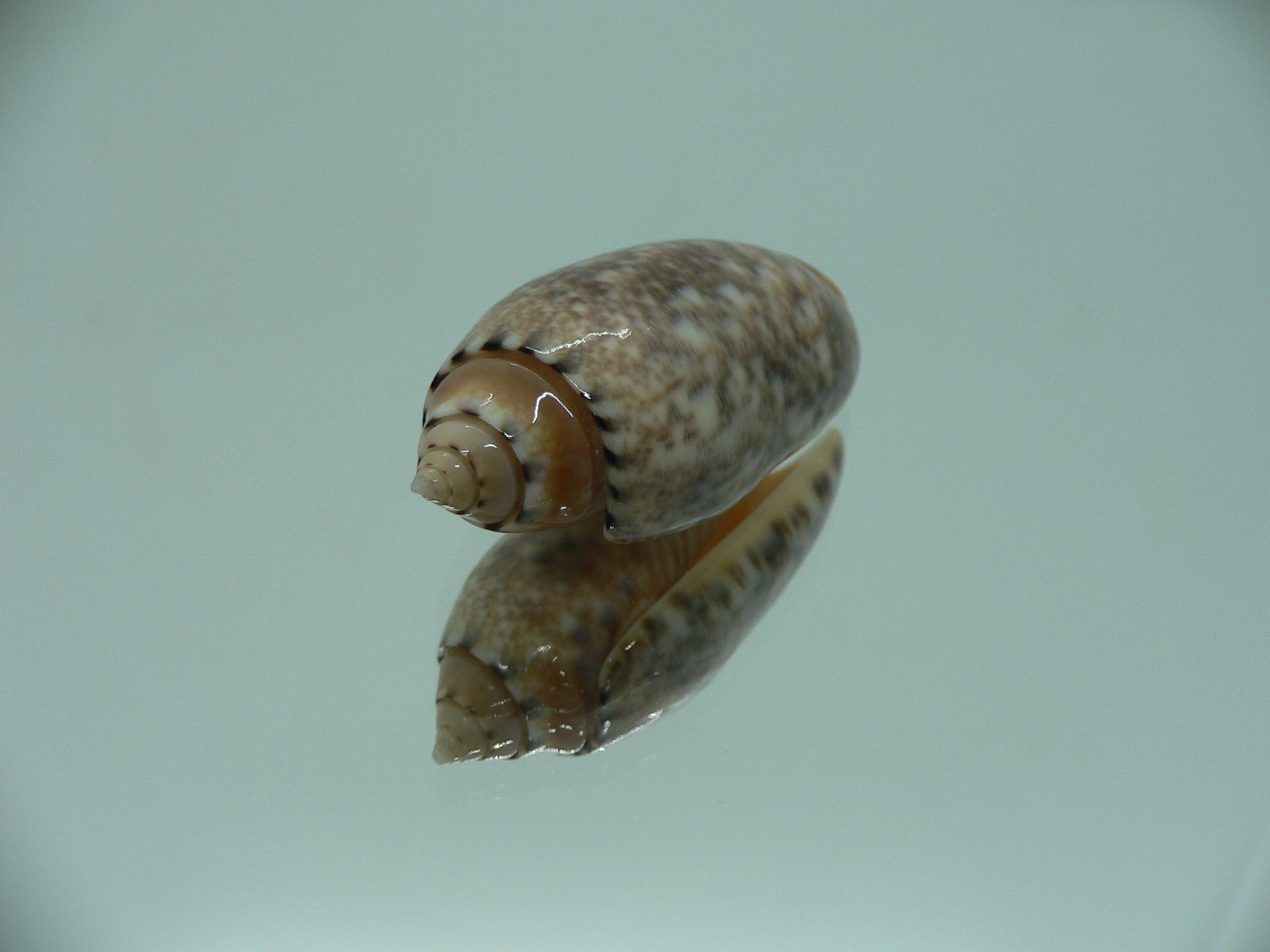 Oliva mantichora intricata (var.) DARK