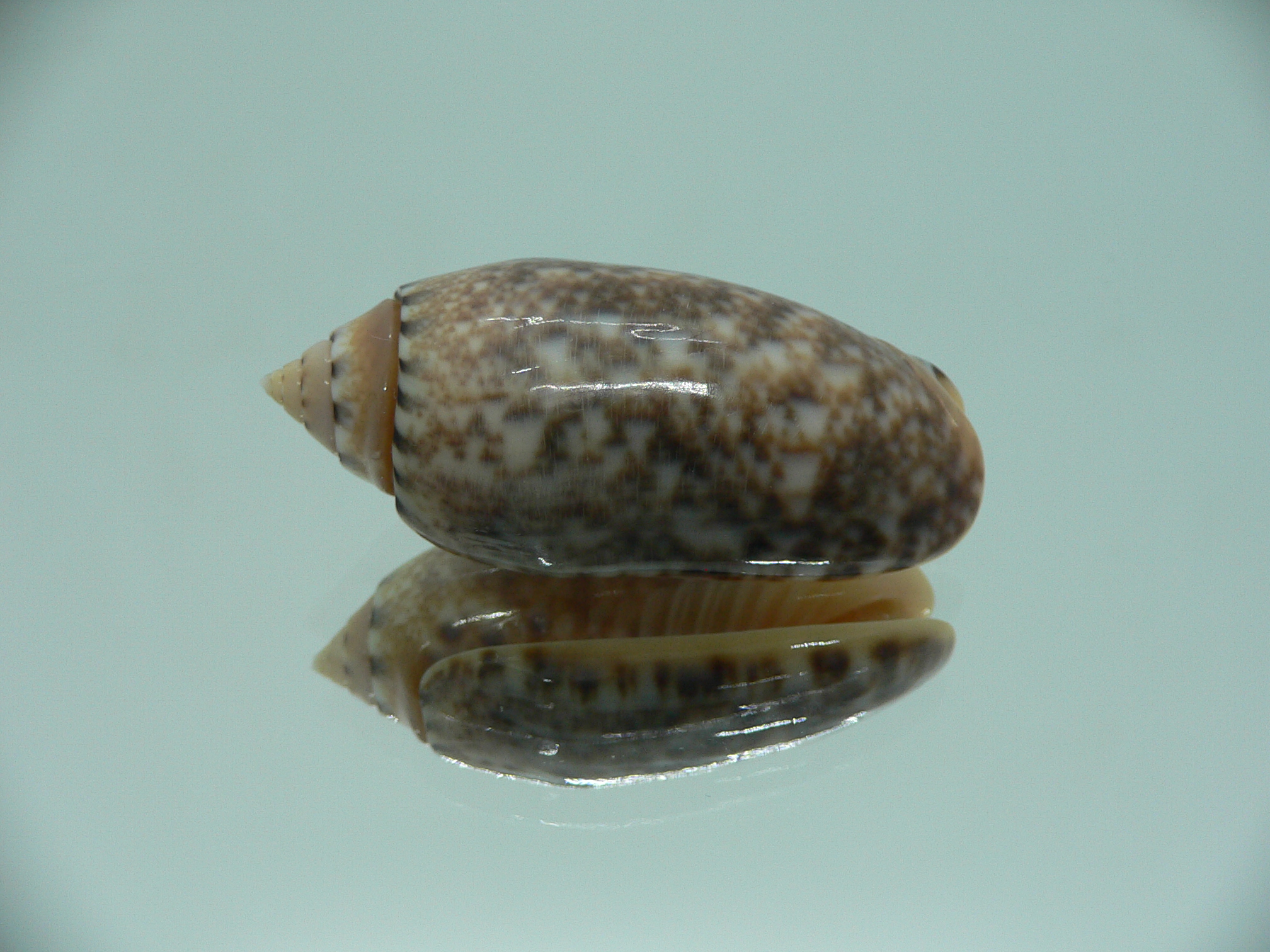 Oliva mantichora intricata (var.) DARK