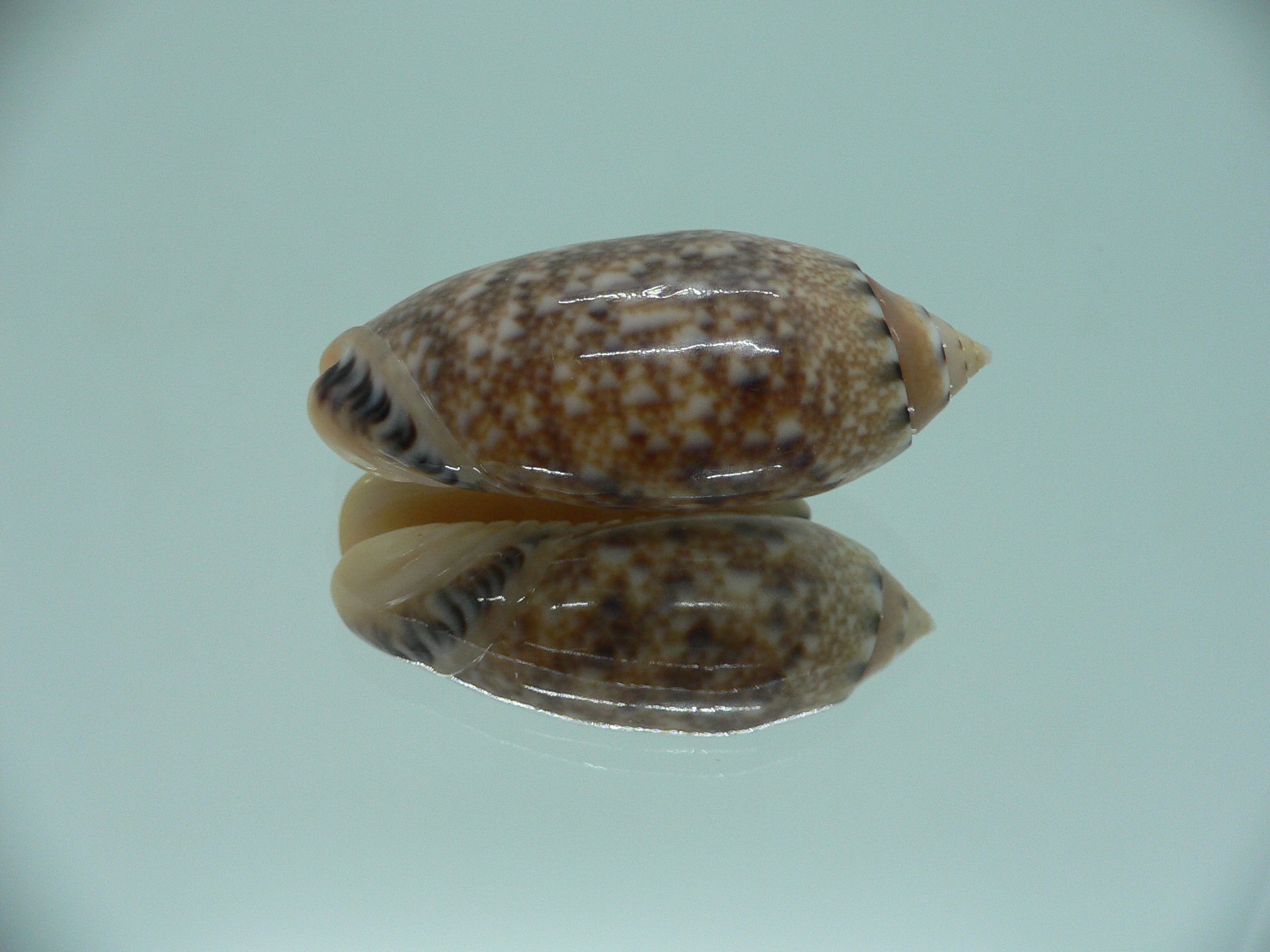 Oliva mantichora intricata (var.) DARK