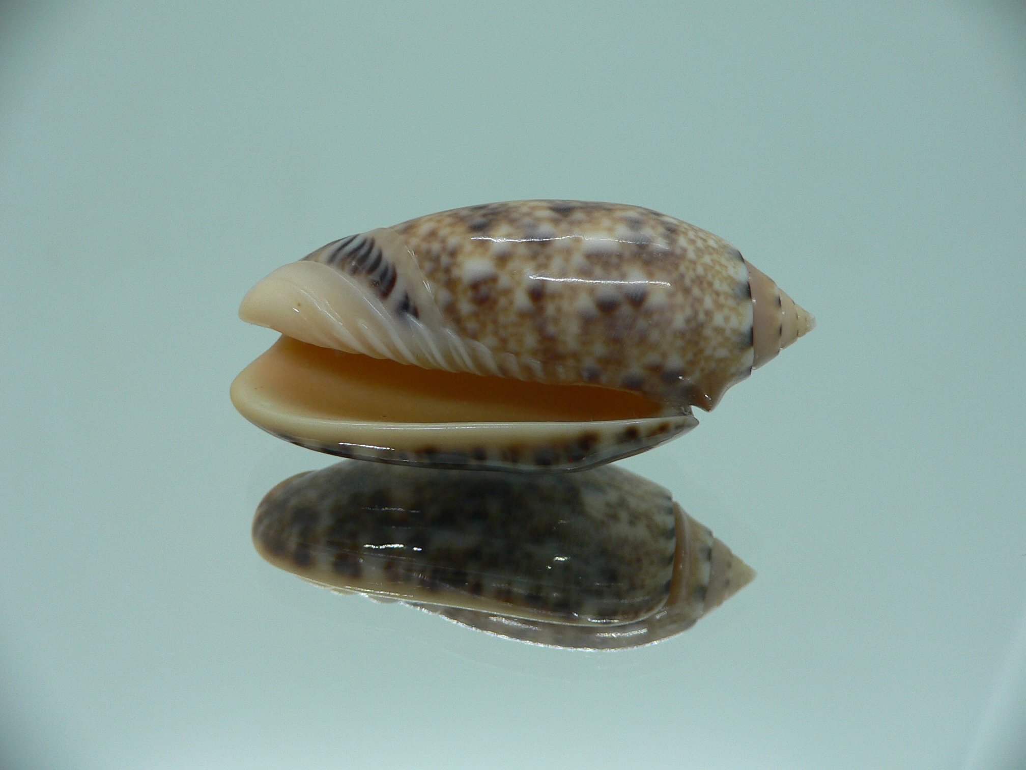 Oliva mantichora intricata (var.) DARK