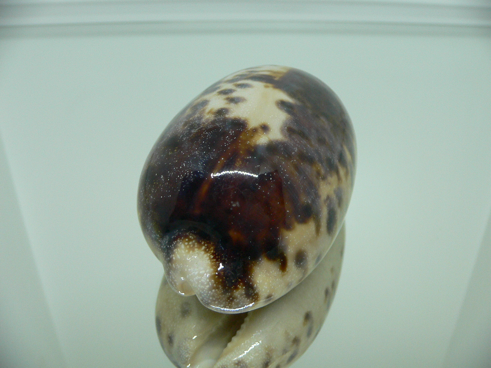 Cypraea testudinaria ARISTOCRAT & ROSTRATE