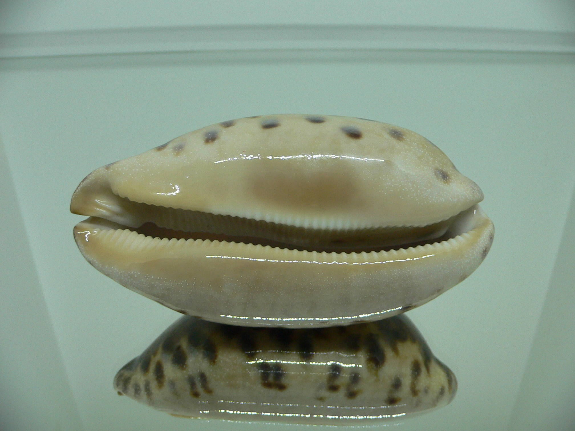 Cypraea testudinaria ARISTOCRAT & ROSTRATE