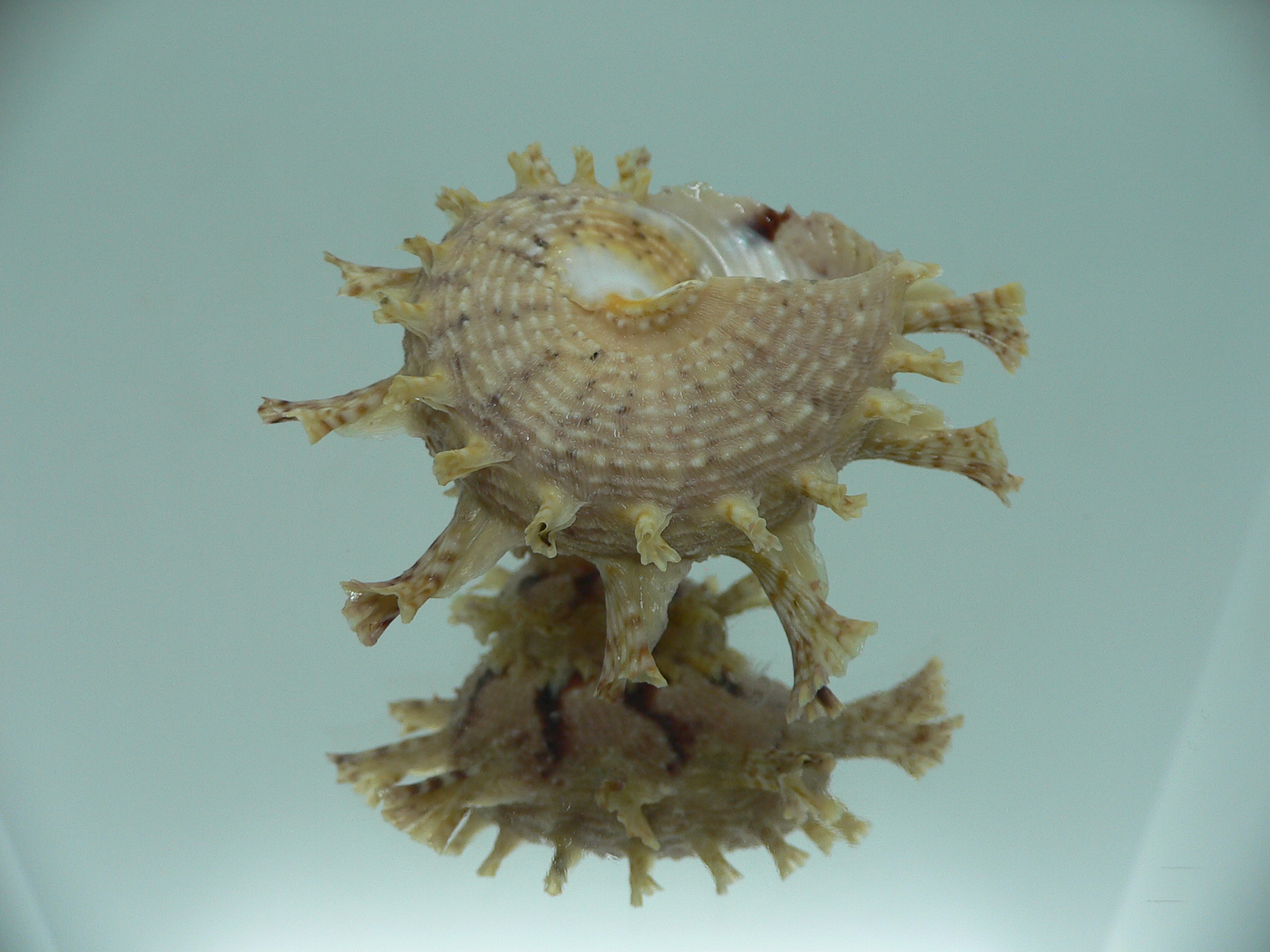 Harisazaea girgyllus BIG