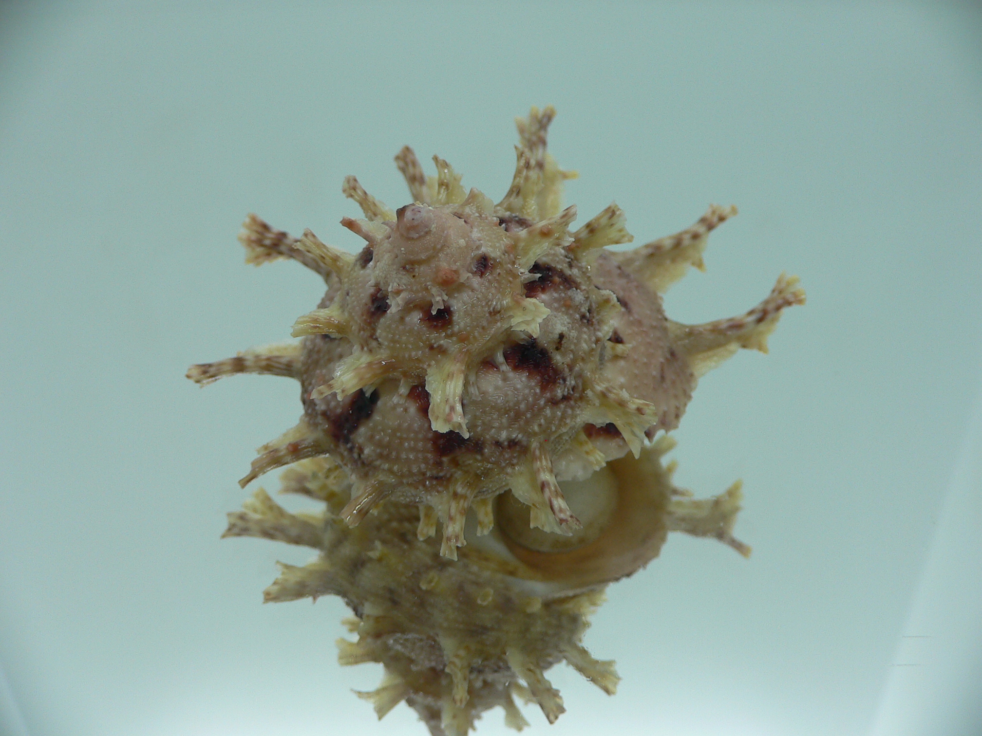 Harisazaea girgyllus BIG