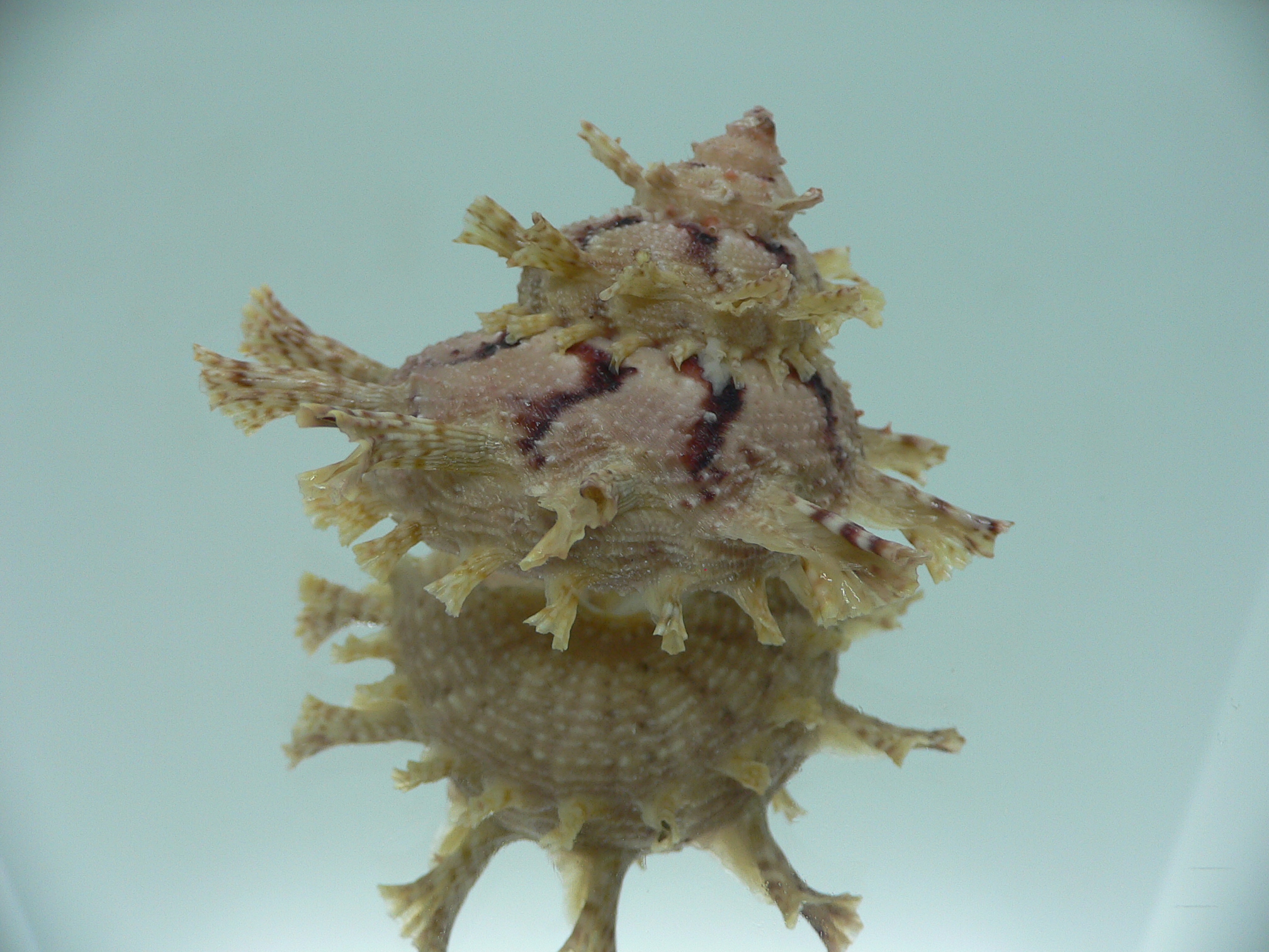 Harisazaea girgyllus BIG