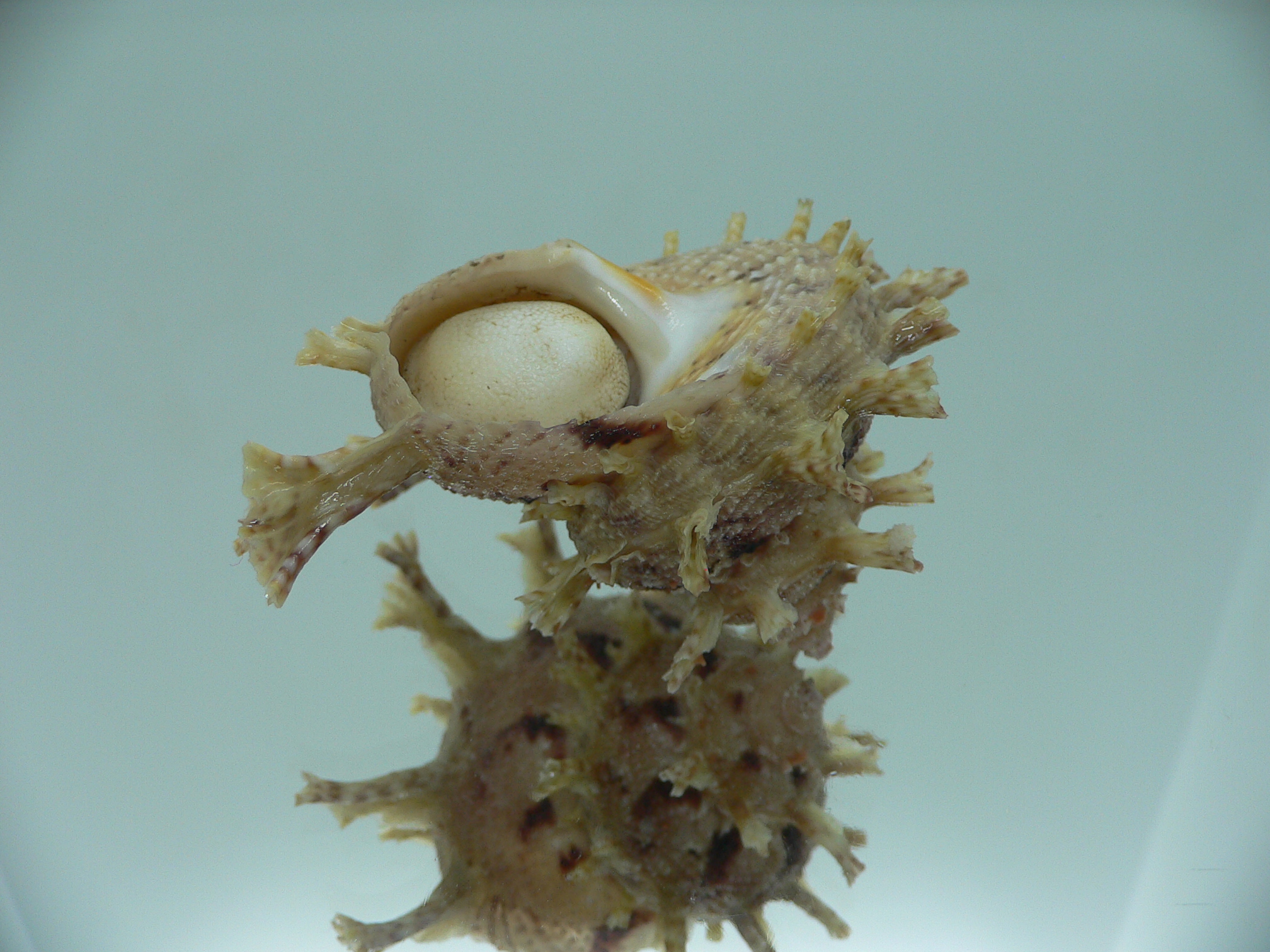 Harisazaea girgyllus BIG