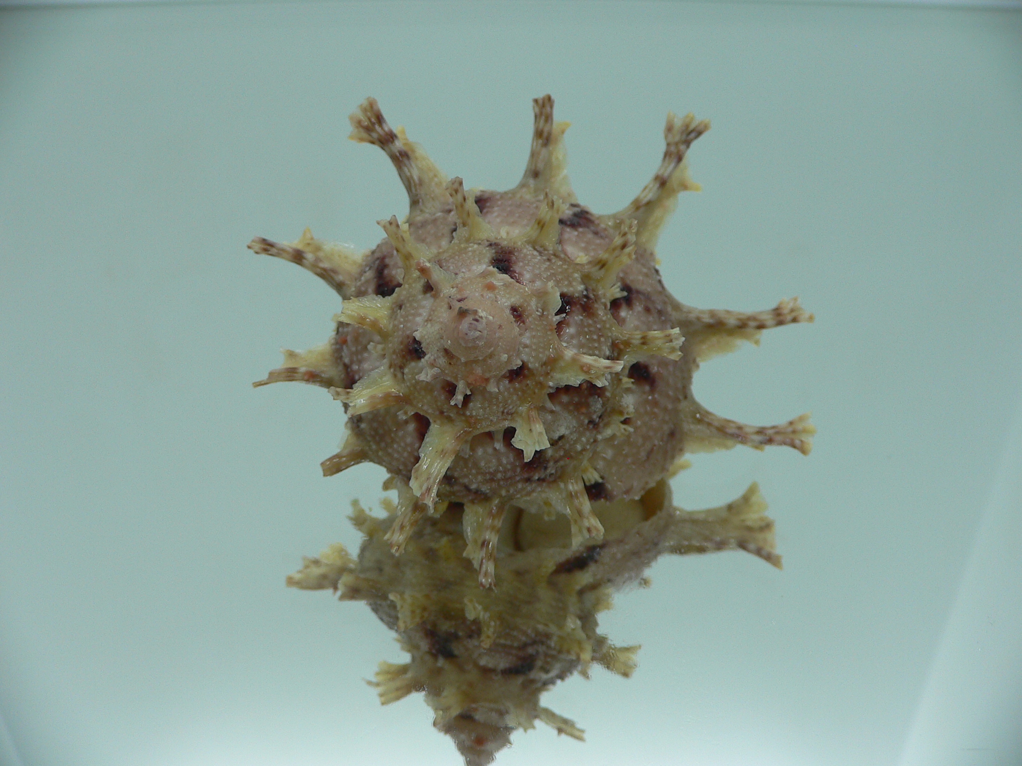 Harisazaea girgyllus BIG