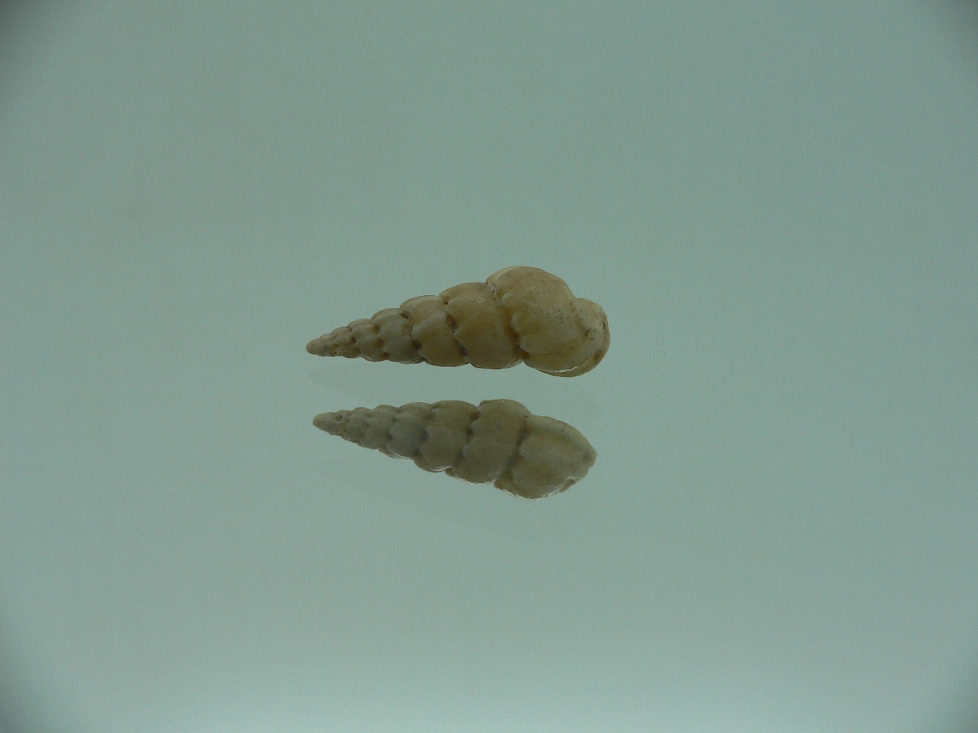 Opalia crenata