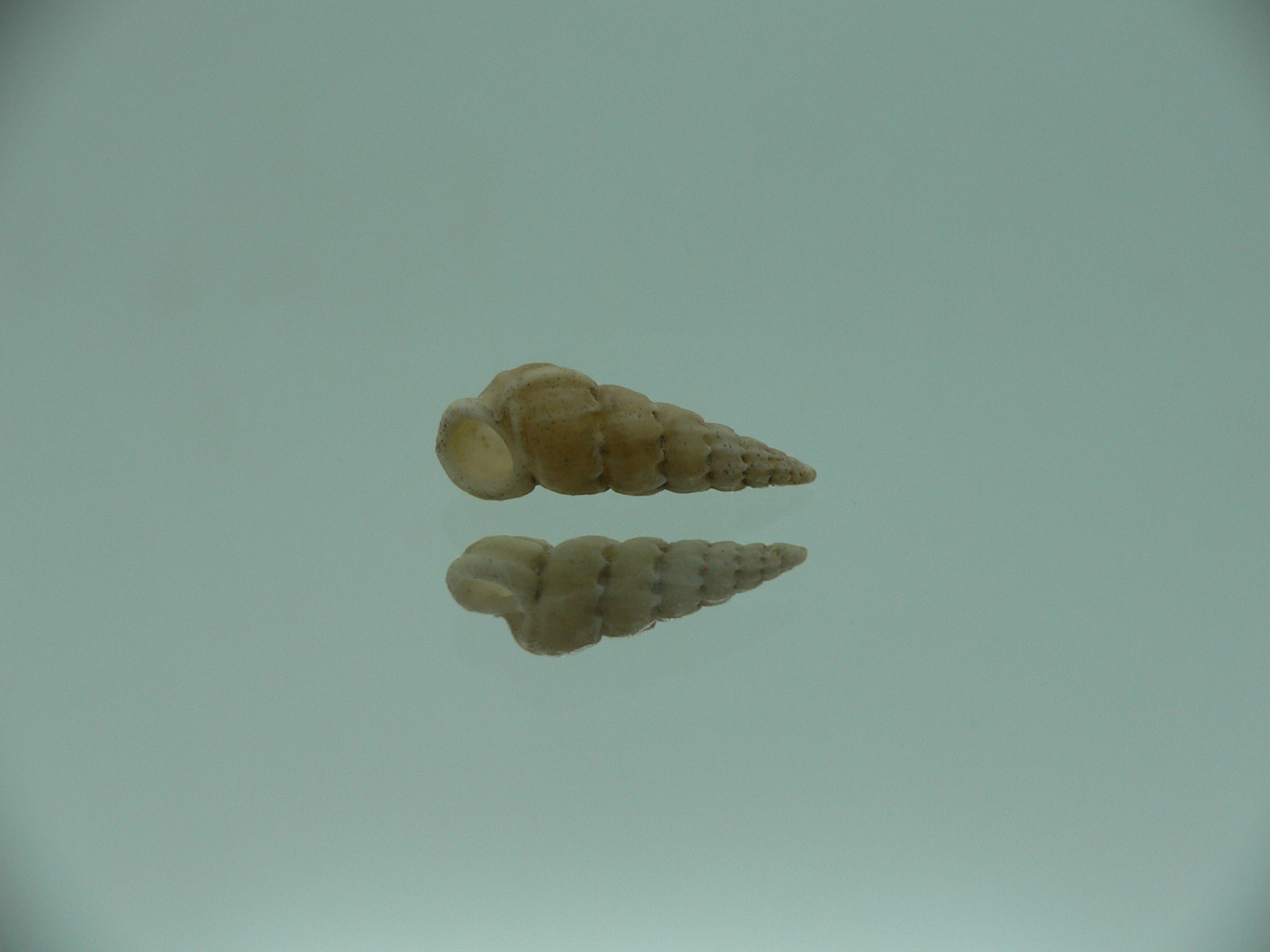 Opalia crenata