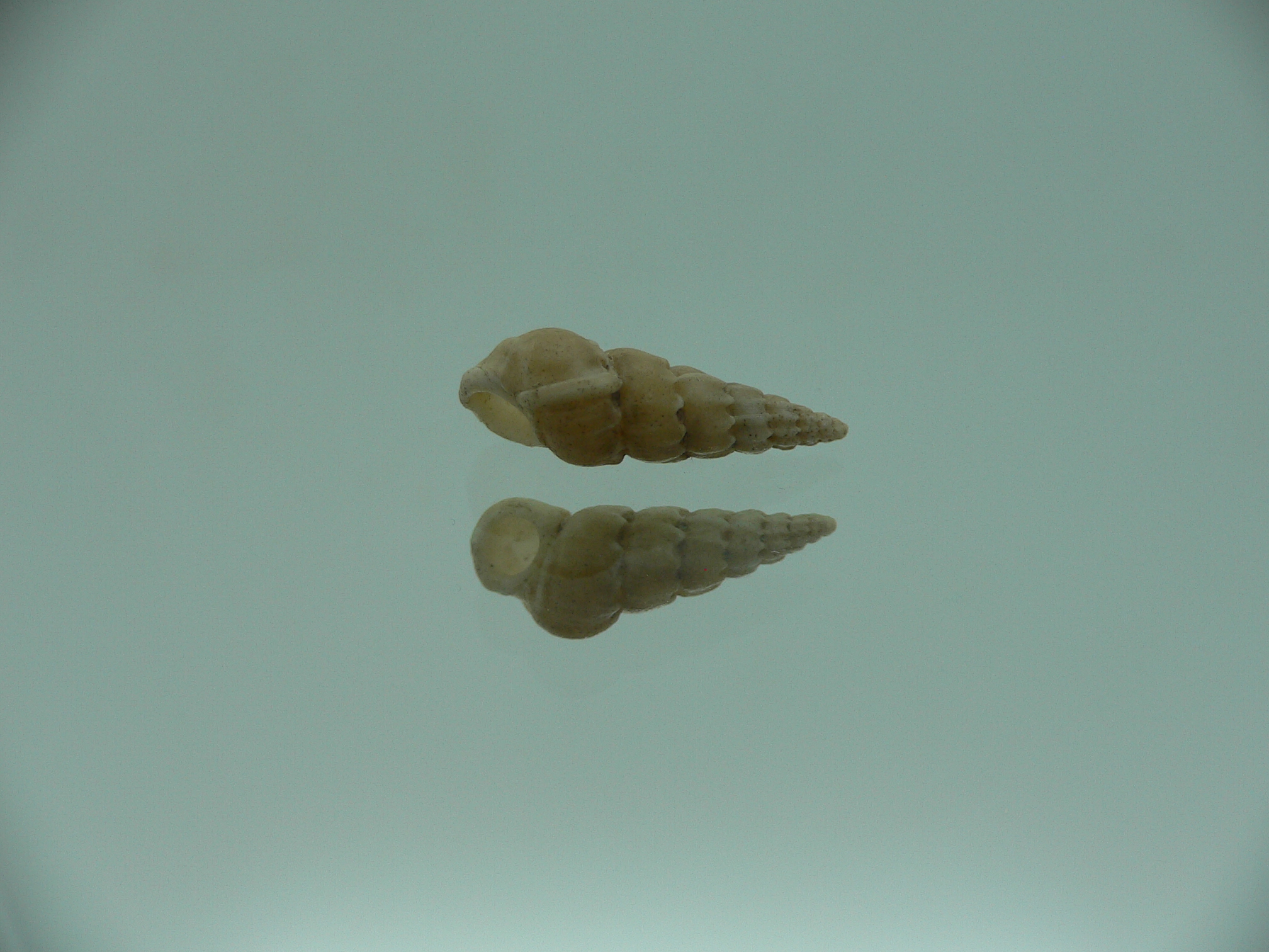 Opalia crenata