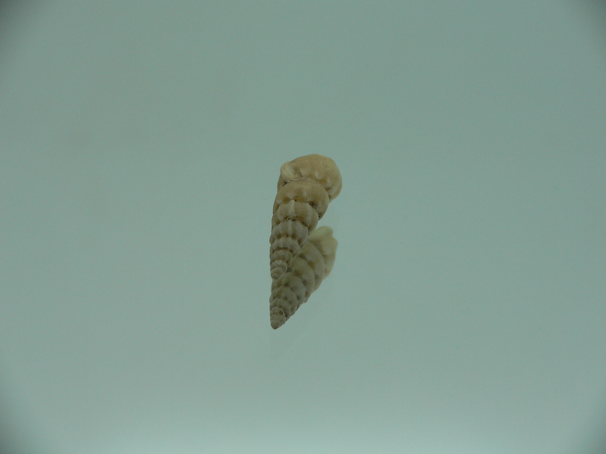 Opalia crenata